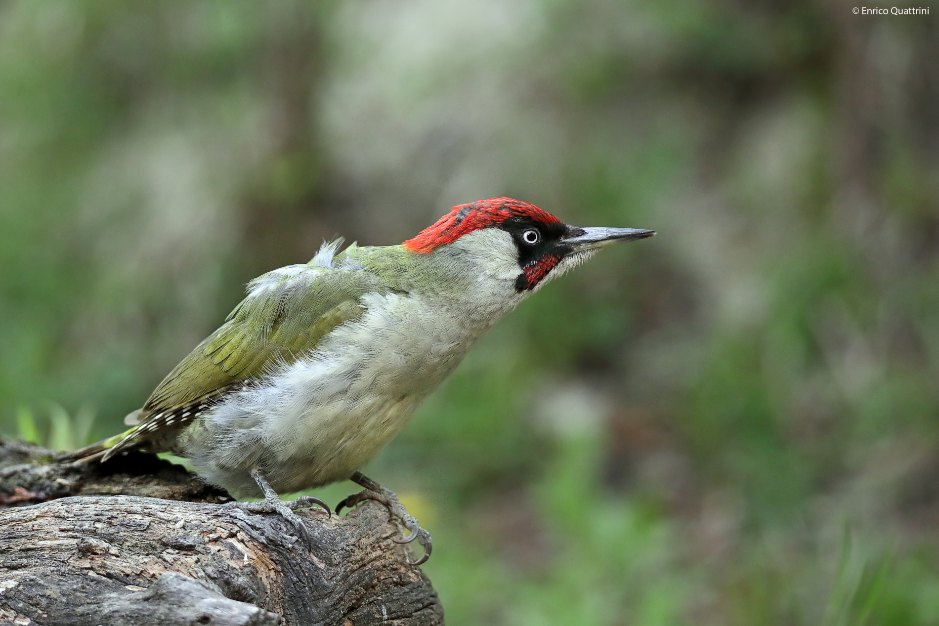 Green woodpecker m...