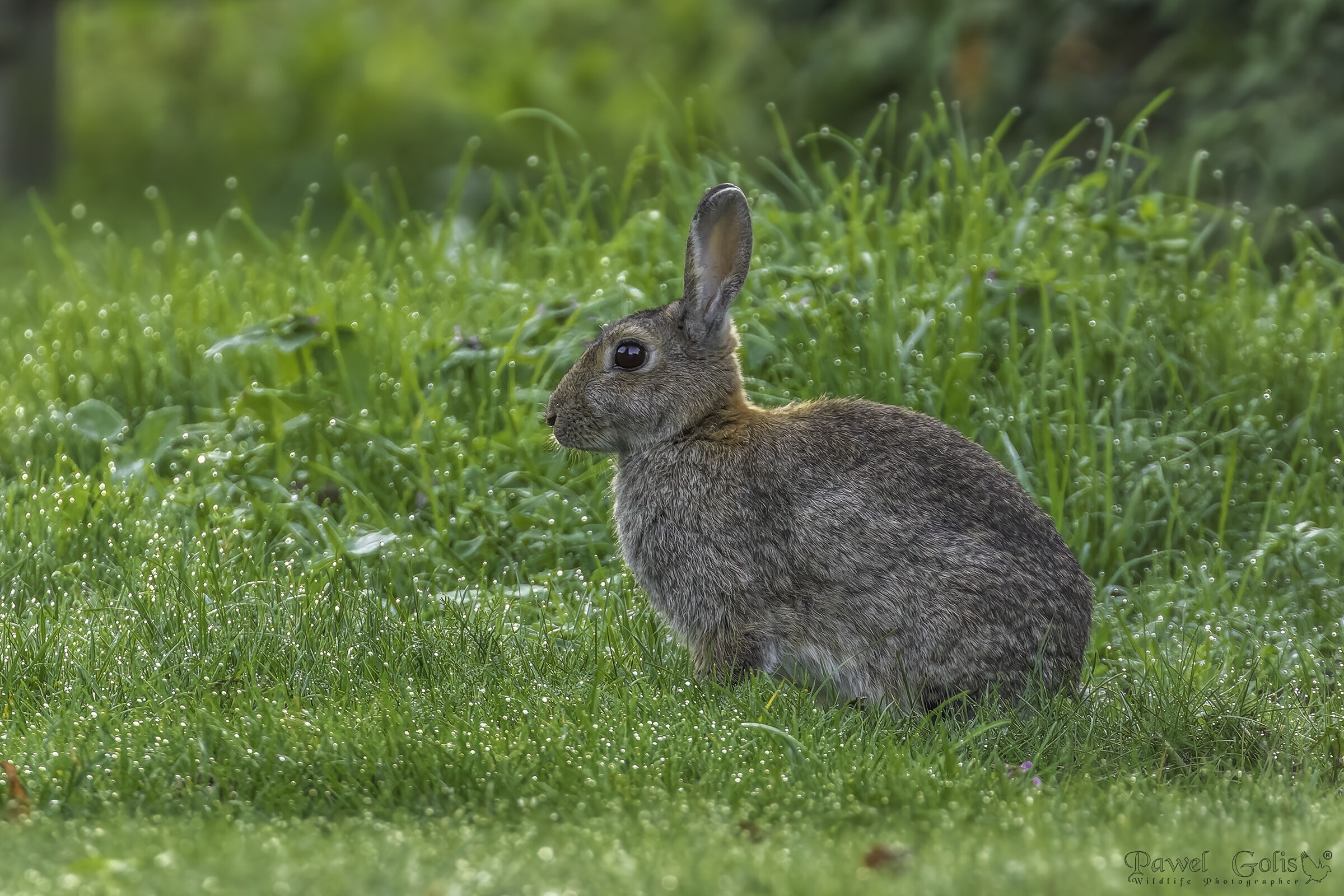 European rabbit (Oryctolagus cuniculus)...