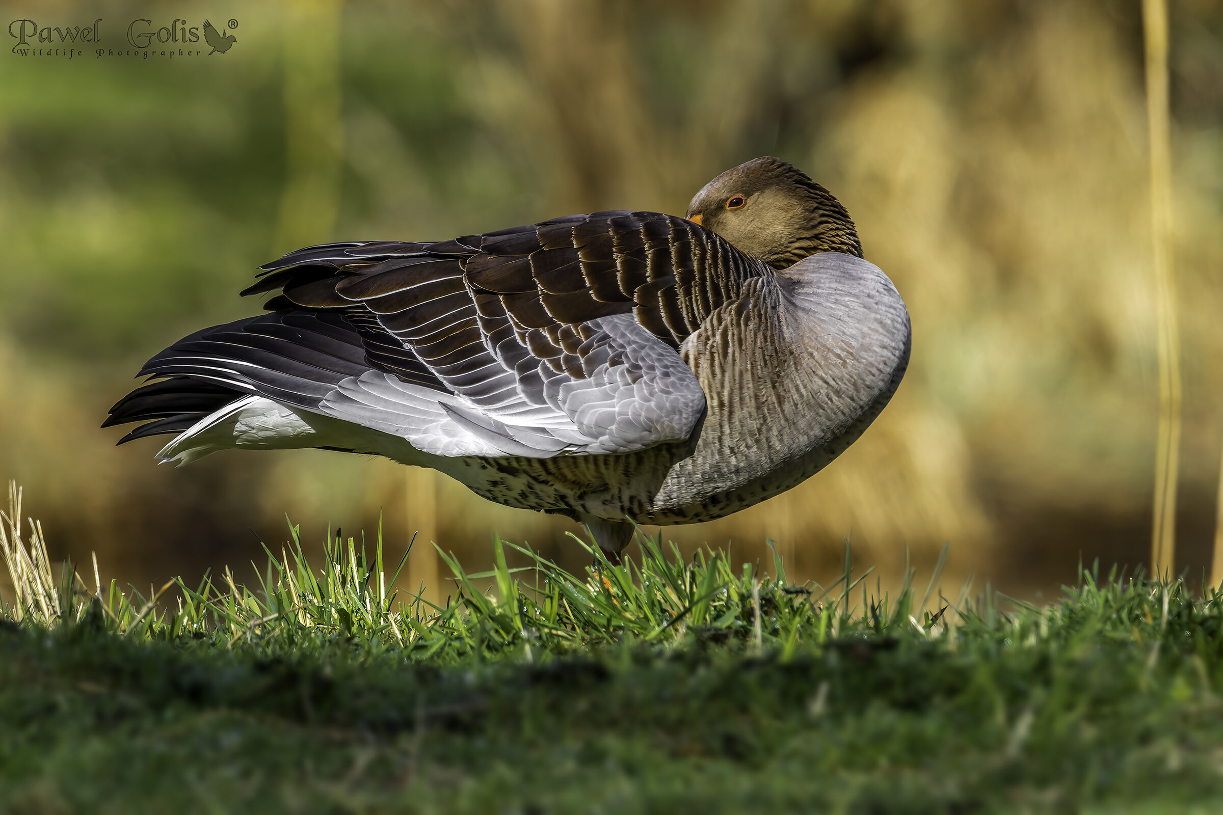 Greylag goose (Anser anser)...