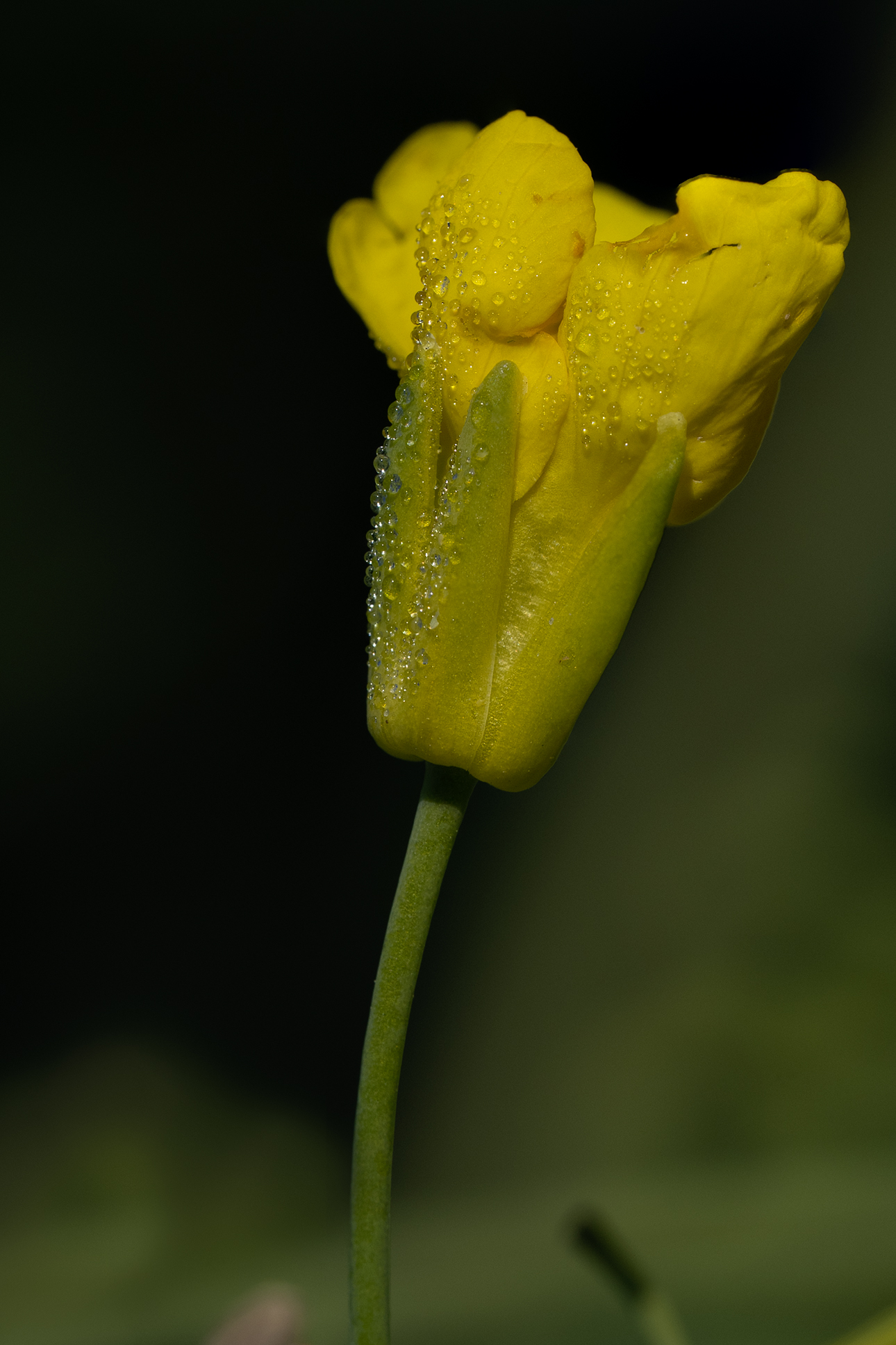 piccolo fiore giallo...