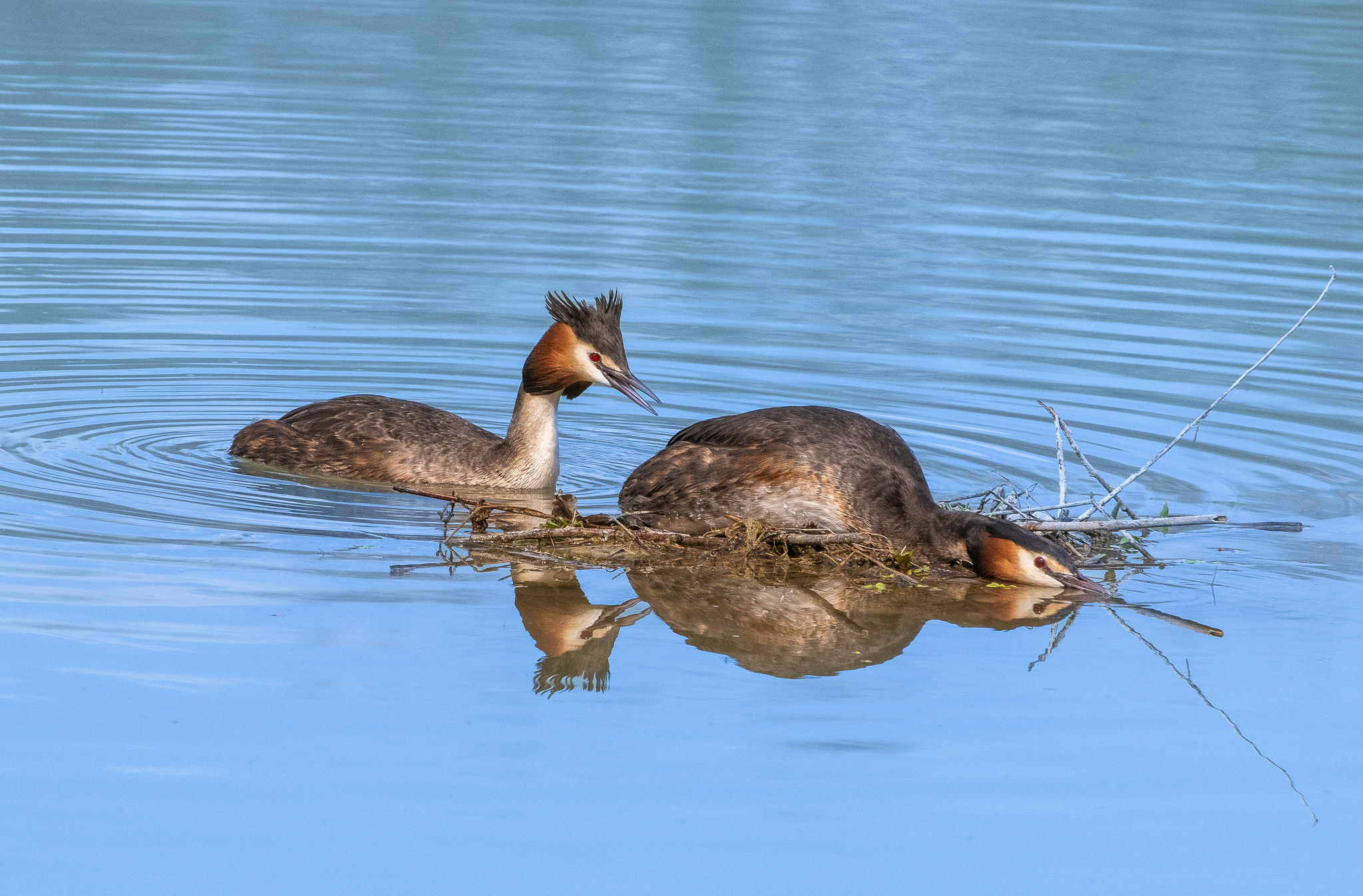 Pair of Grebes...
