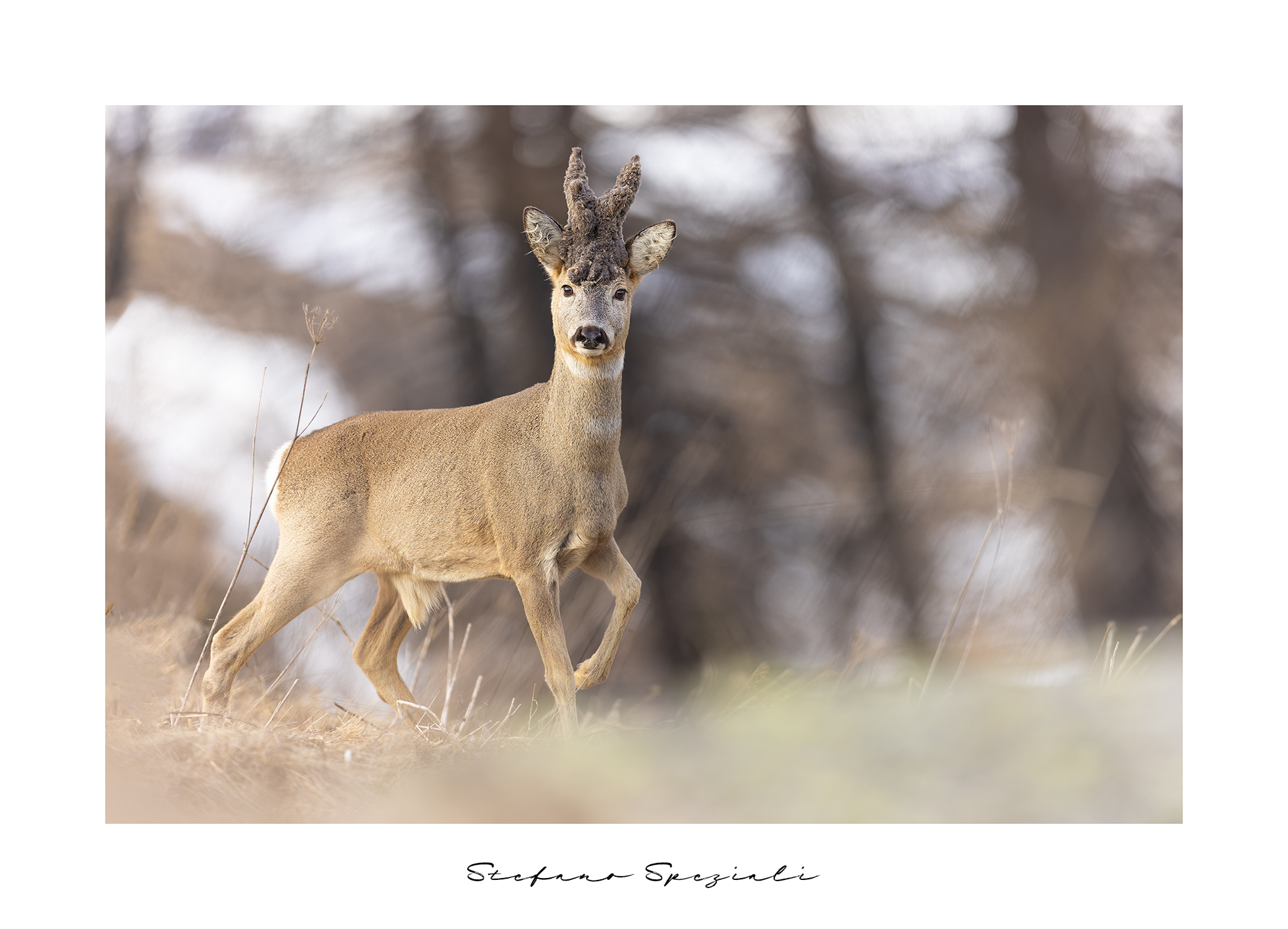 Roe deer - Capreolus capreolus...