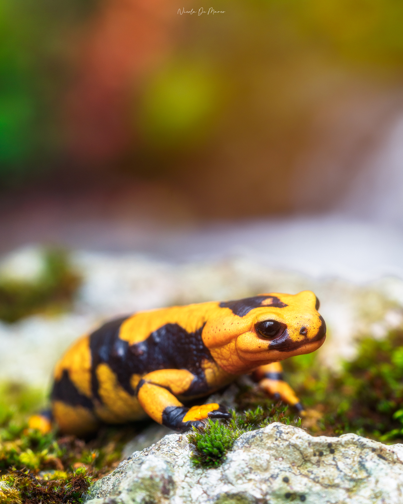 Spotted salamander (Salamandra salamandra gigliolii)...