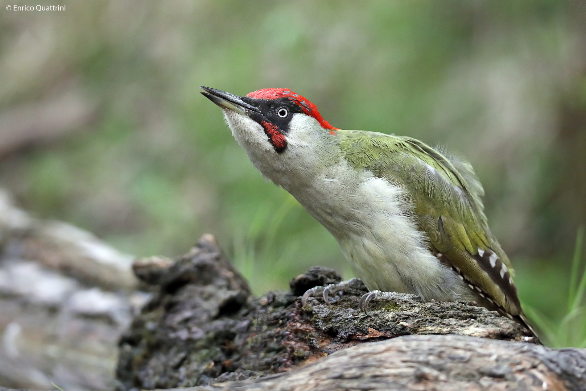 Green woodpecker m...