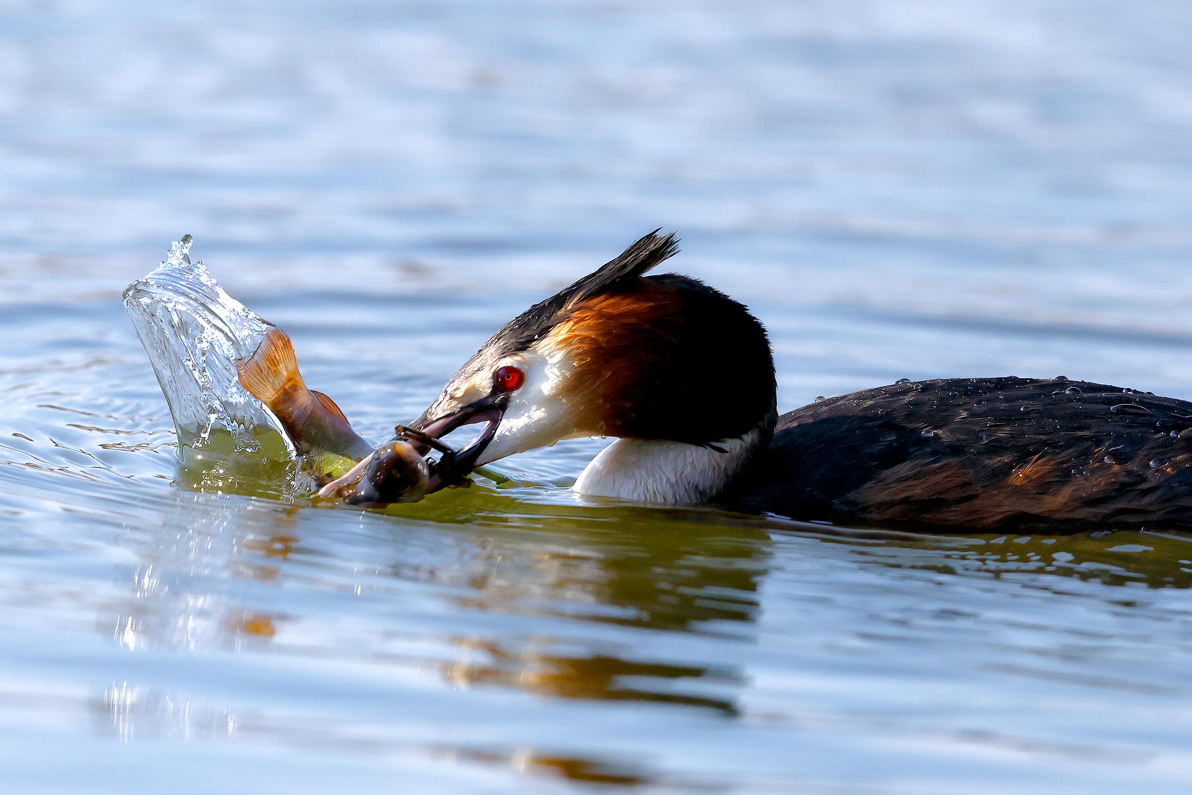 Red Crested Grebe with prey...