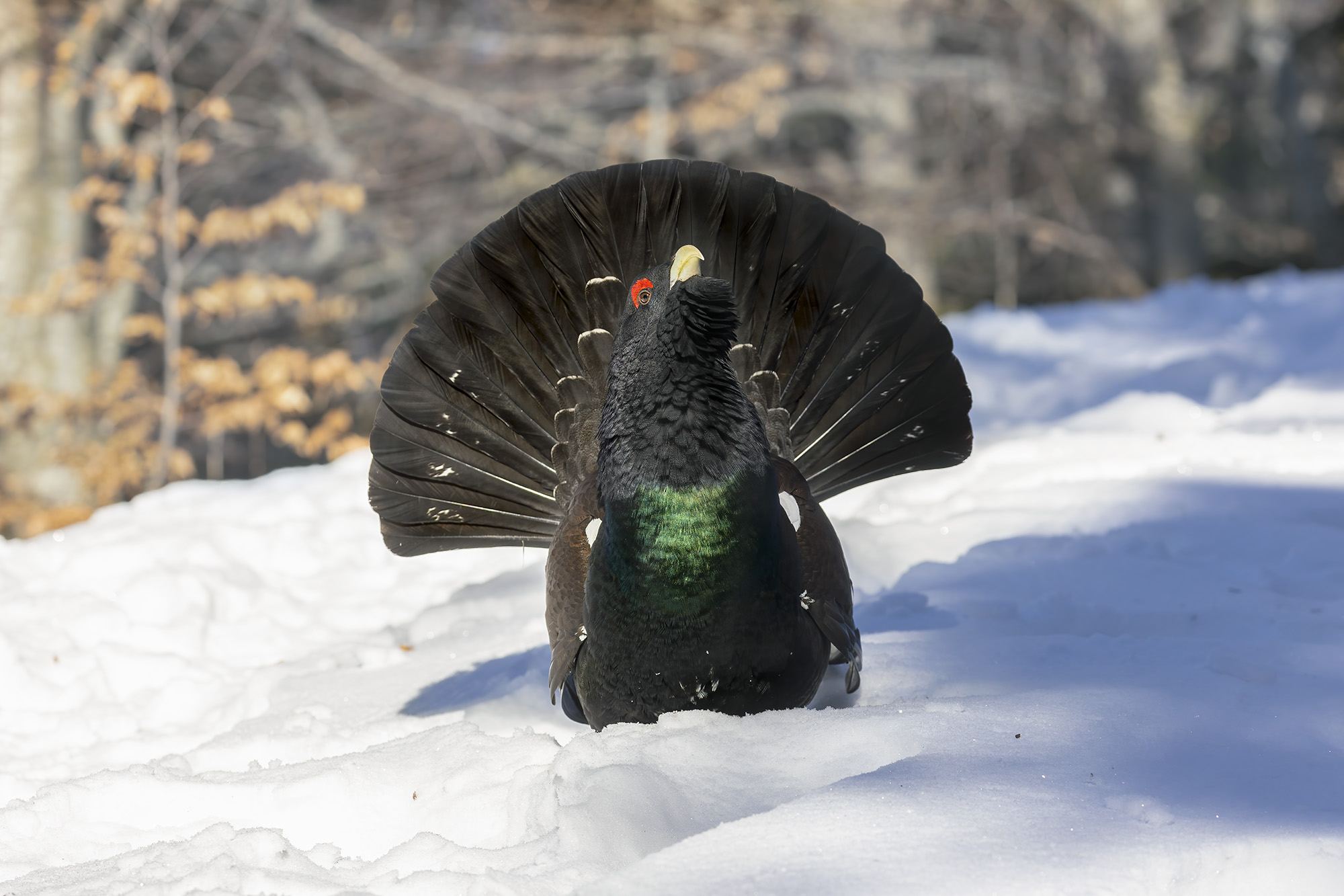 sinking into the snow, capercaillie...