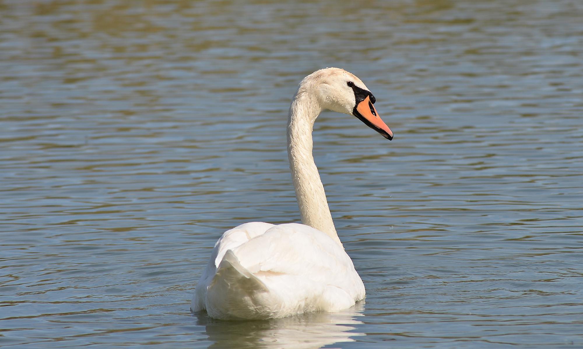 Swan 01...