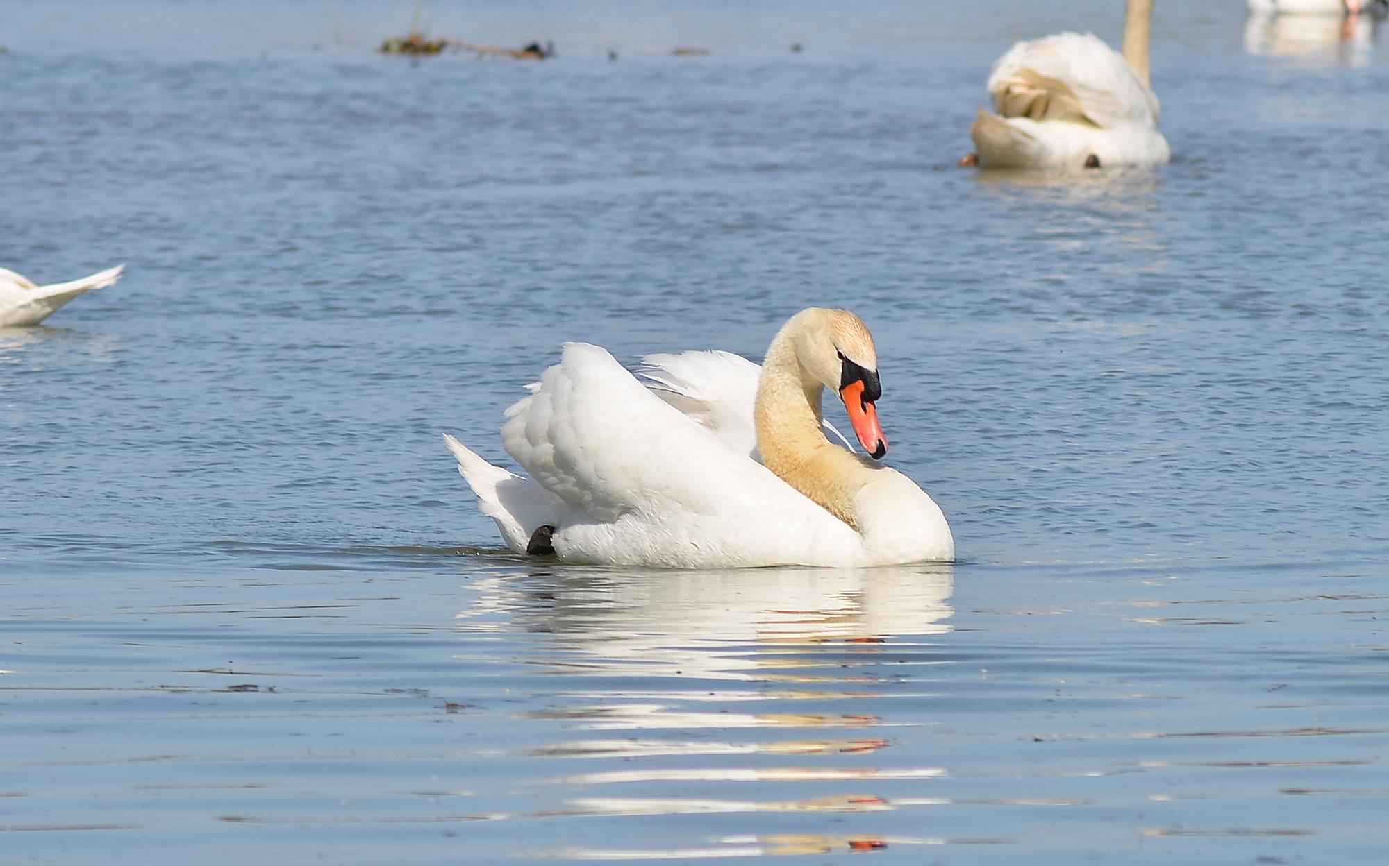Swan 03...