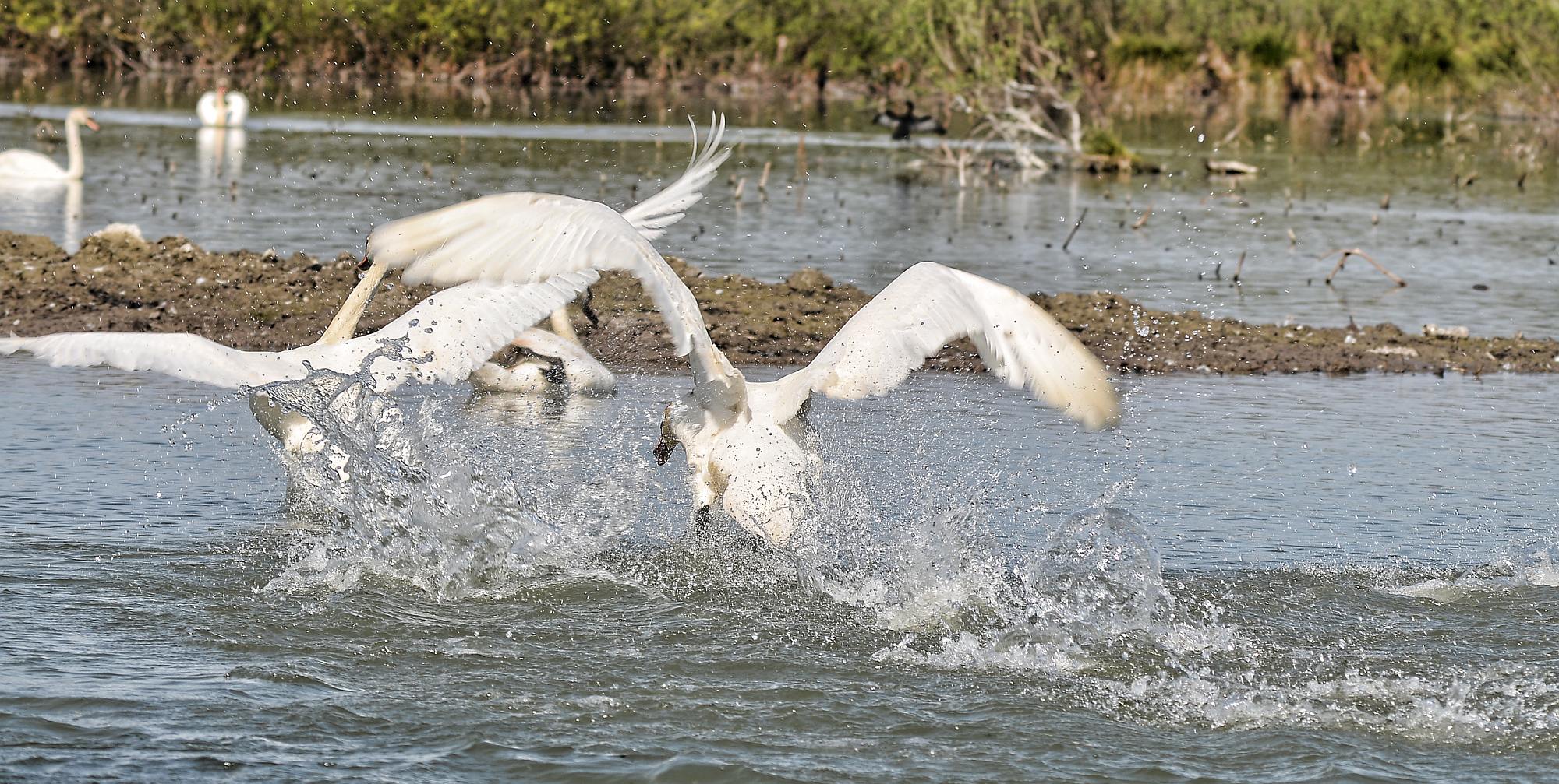 Swan taking off 03...
