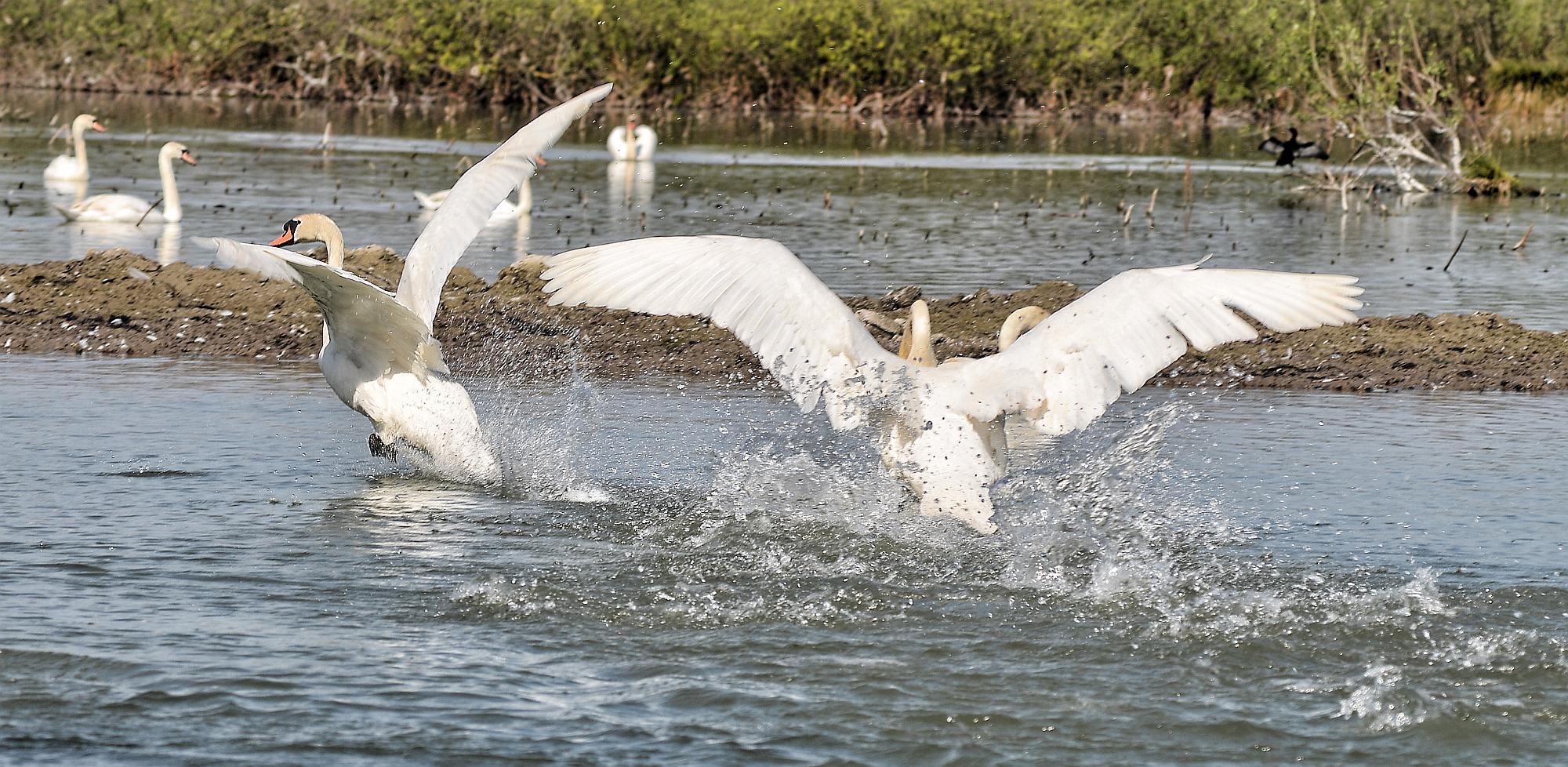Swan taking off 04...