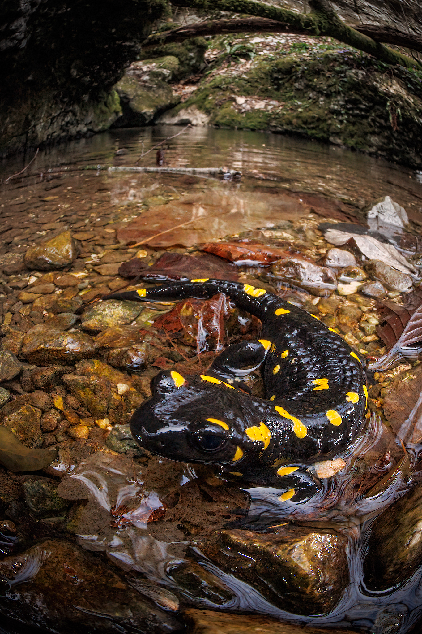 Spotted salamander - Salamander salamander ...