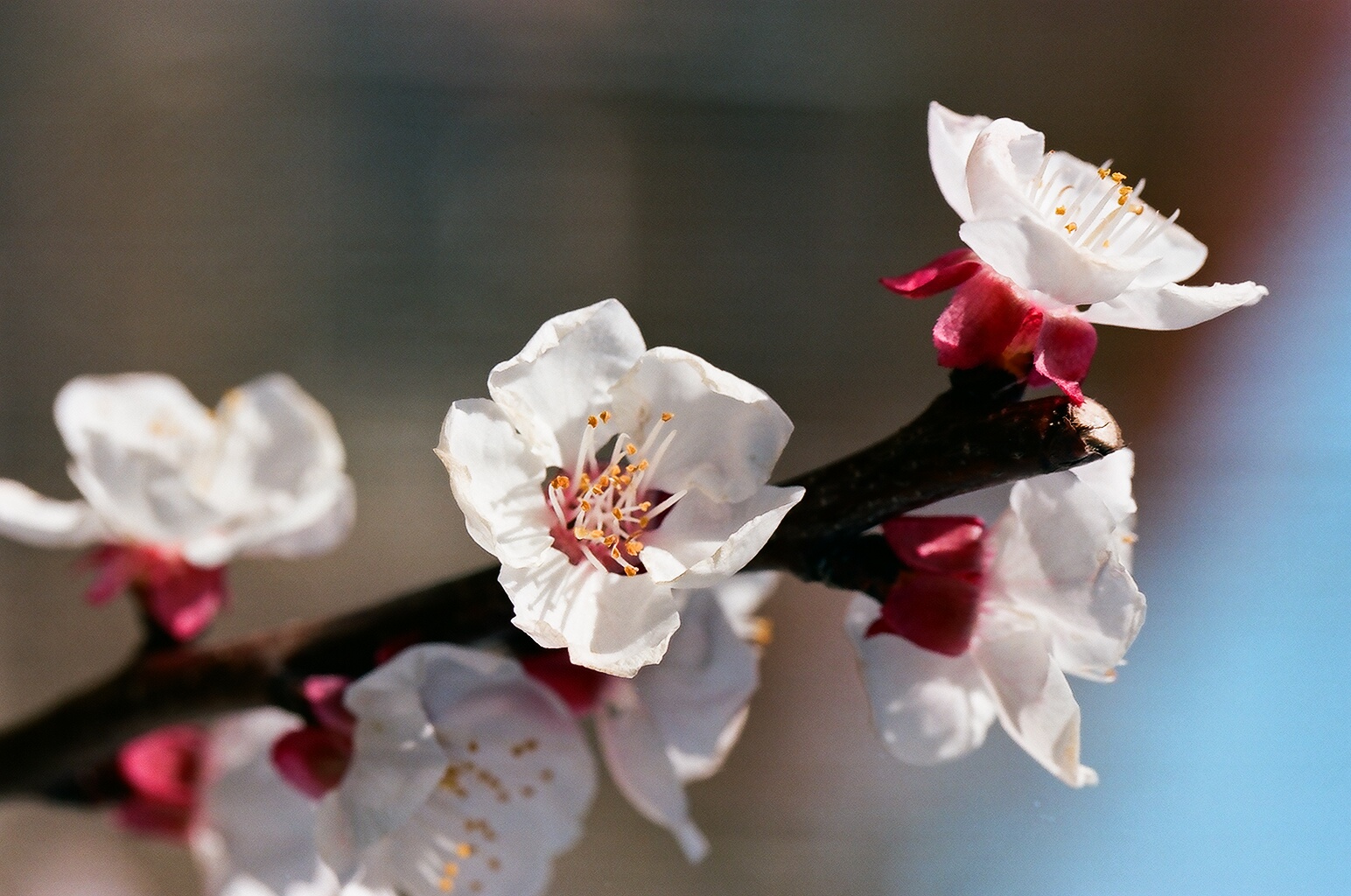 apricot flowers...
