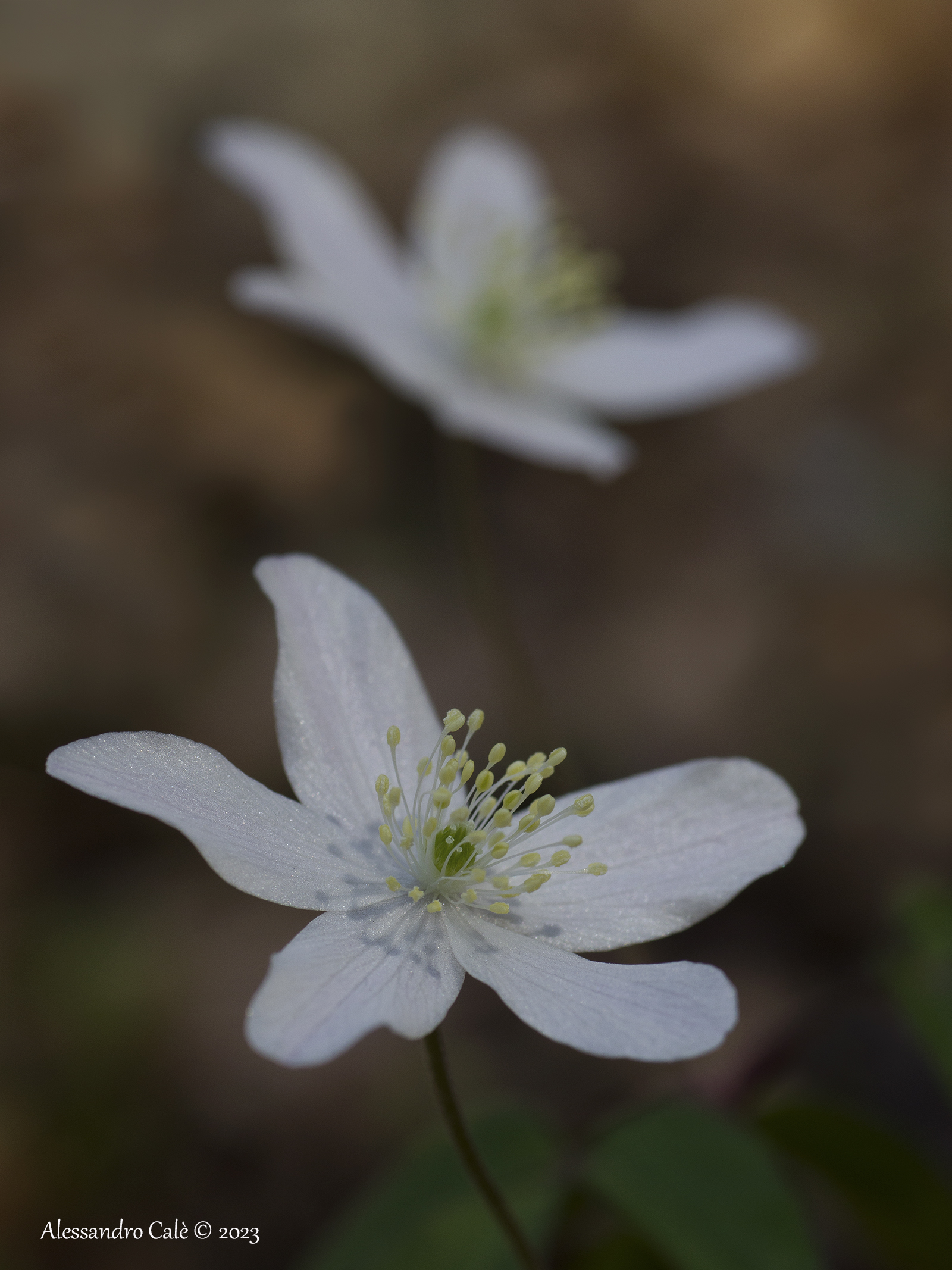 Anemone nemorosa (Anemone bianco 0380...