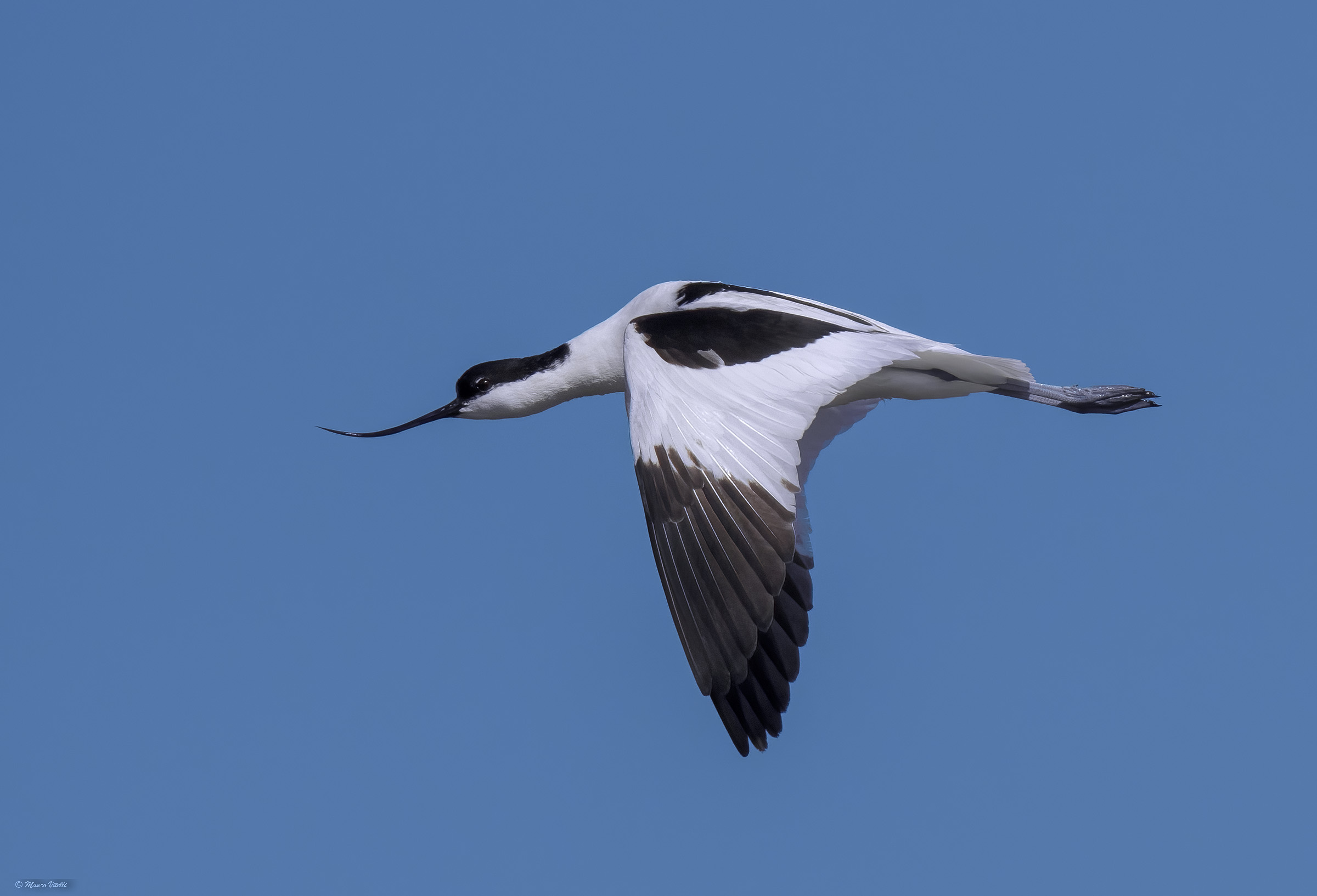 Avocetta (Recurvirostra avosetta)...