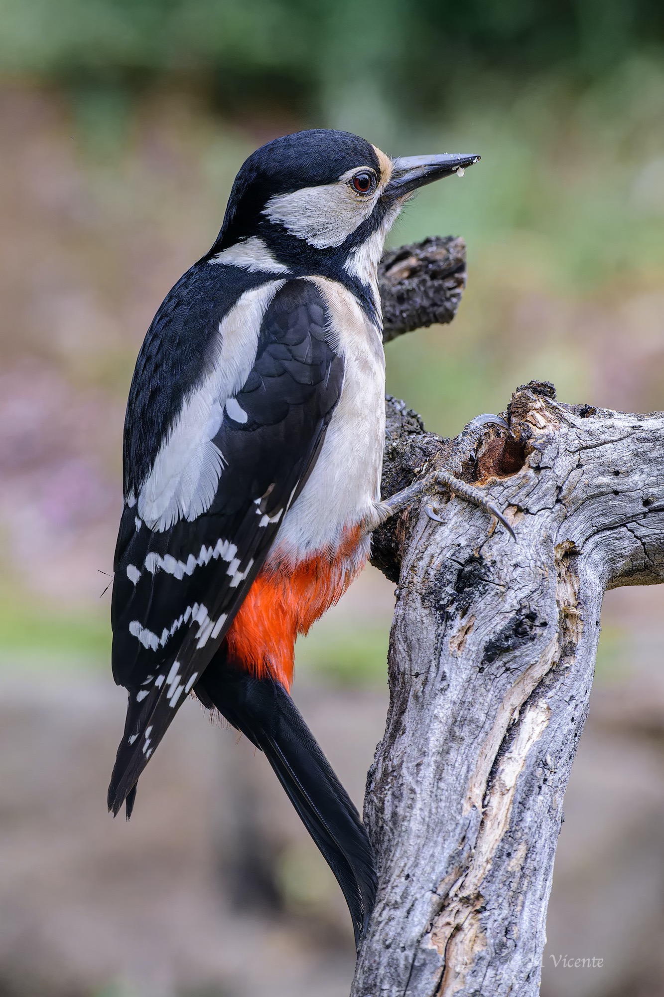 Great Spotted Woodpecker...