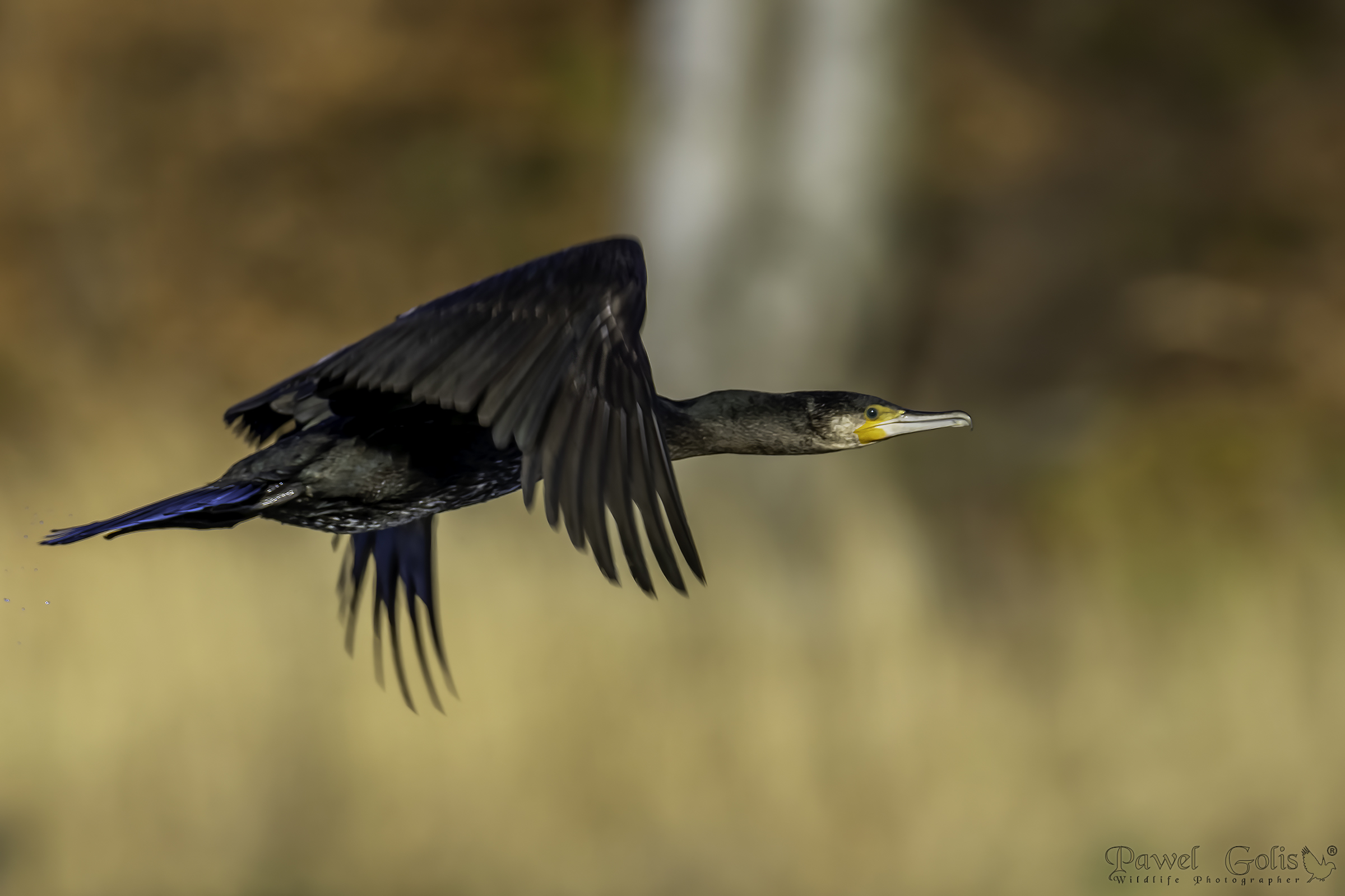 Cormorant (Phalacrocorax carbo)...
