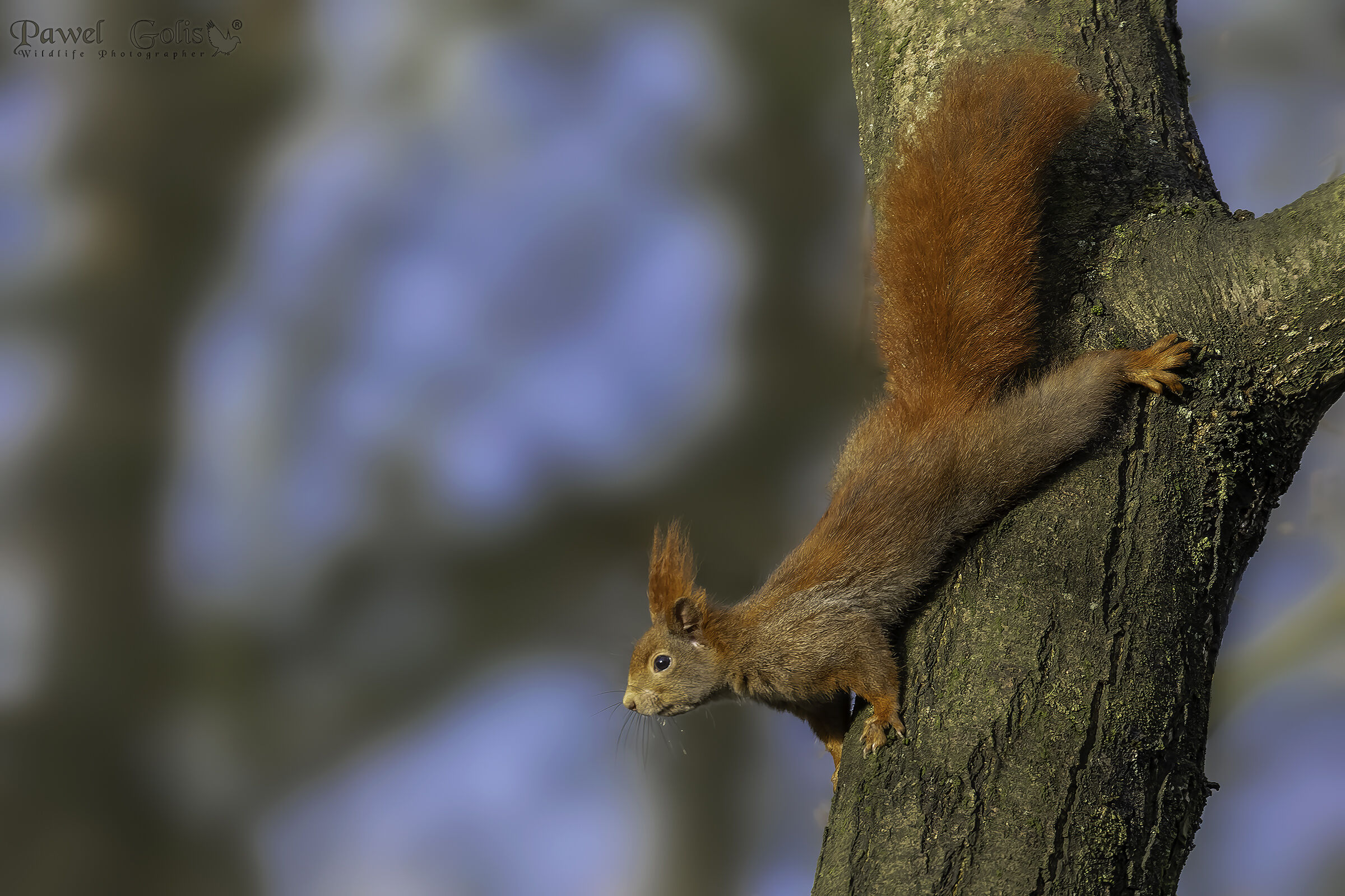 Eurasian red squirrel (Sciurus vulgaris)...