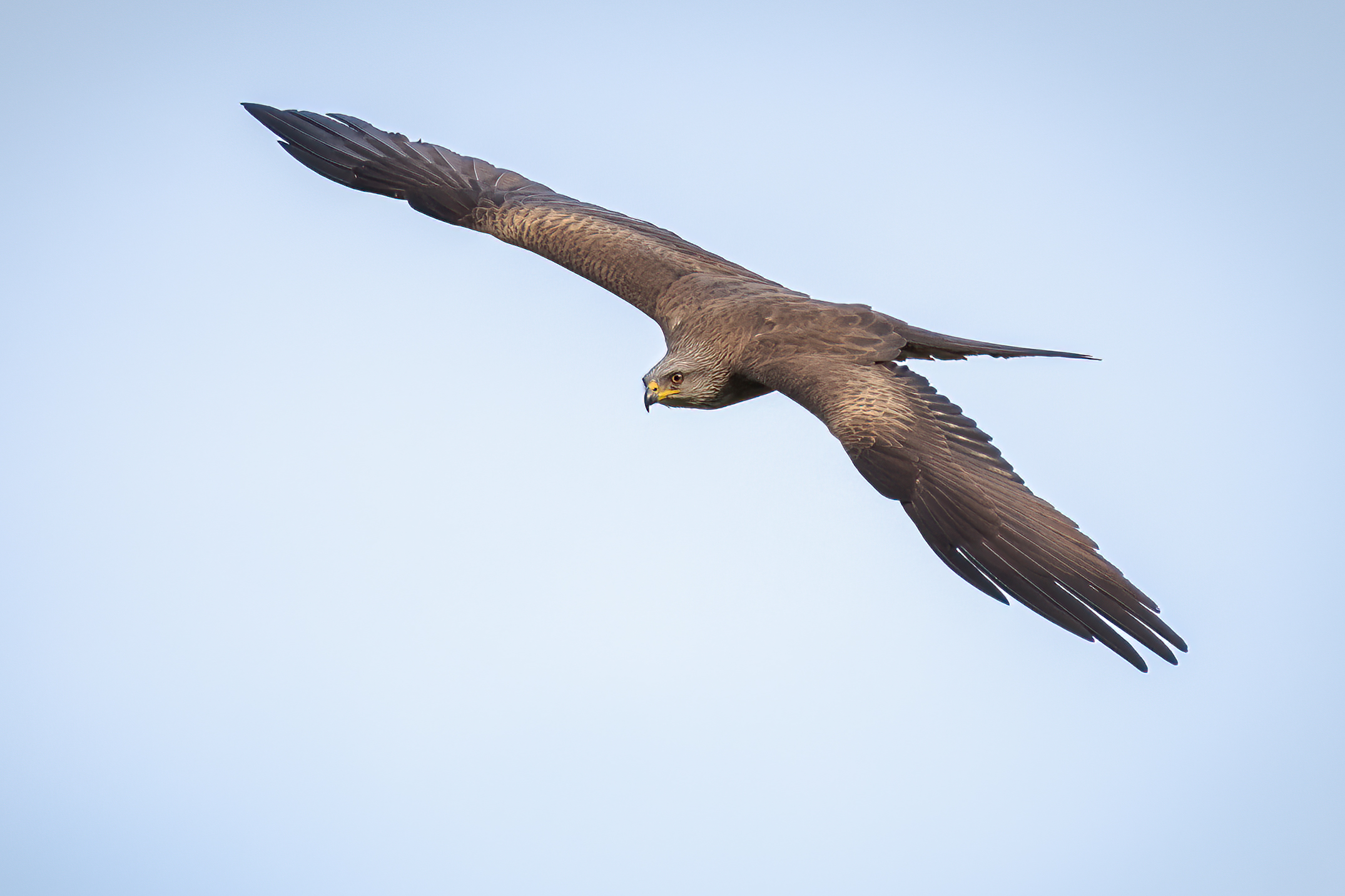 Brown kite in flight...