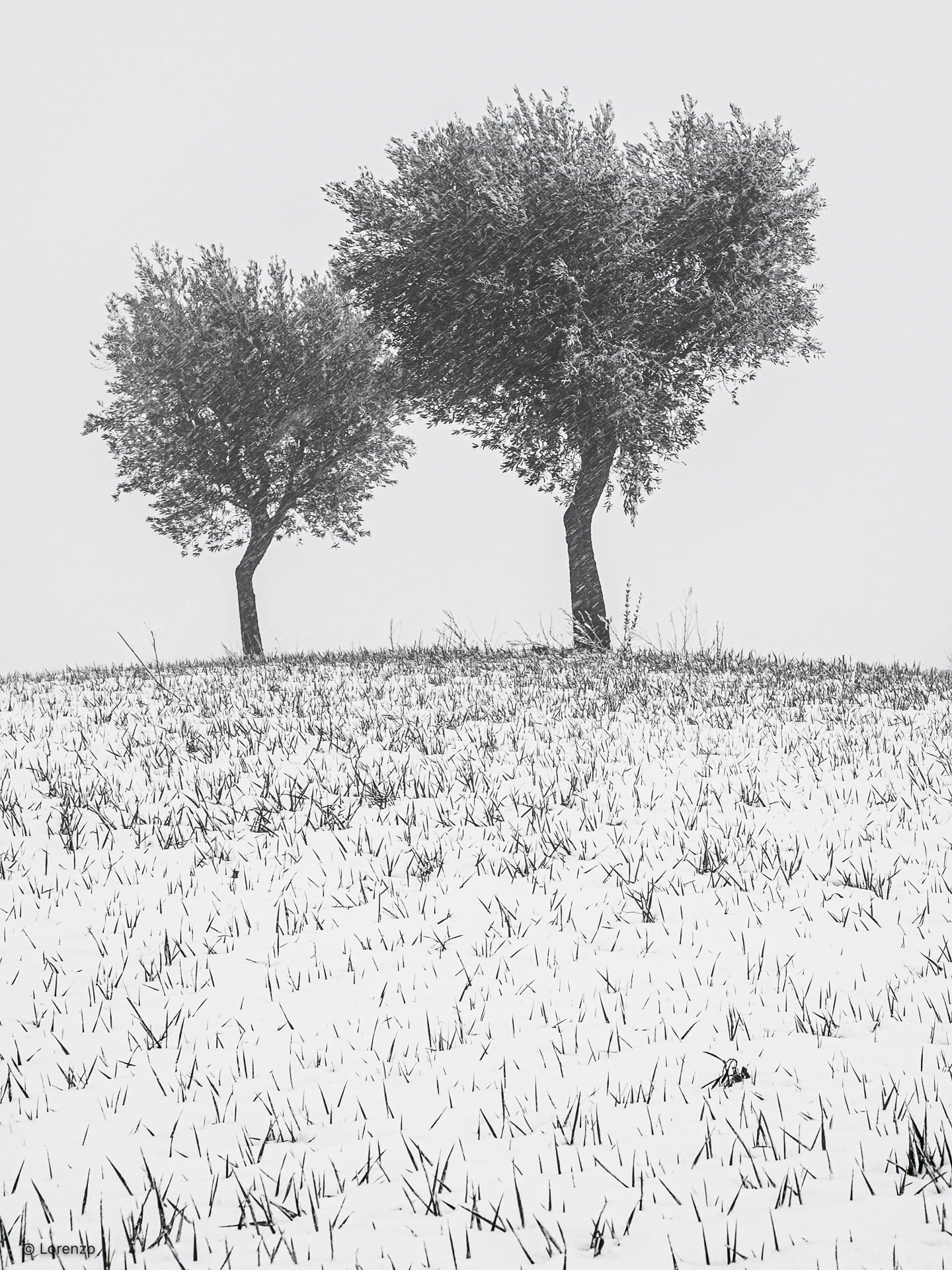 olive trees wind and snow...