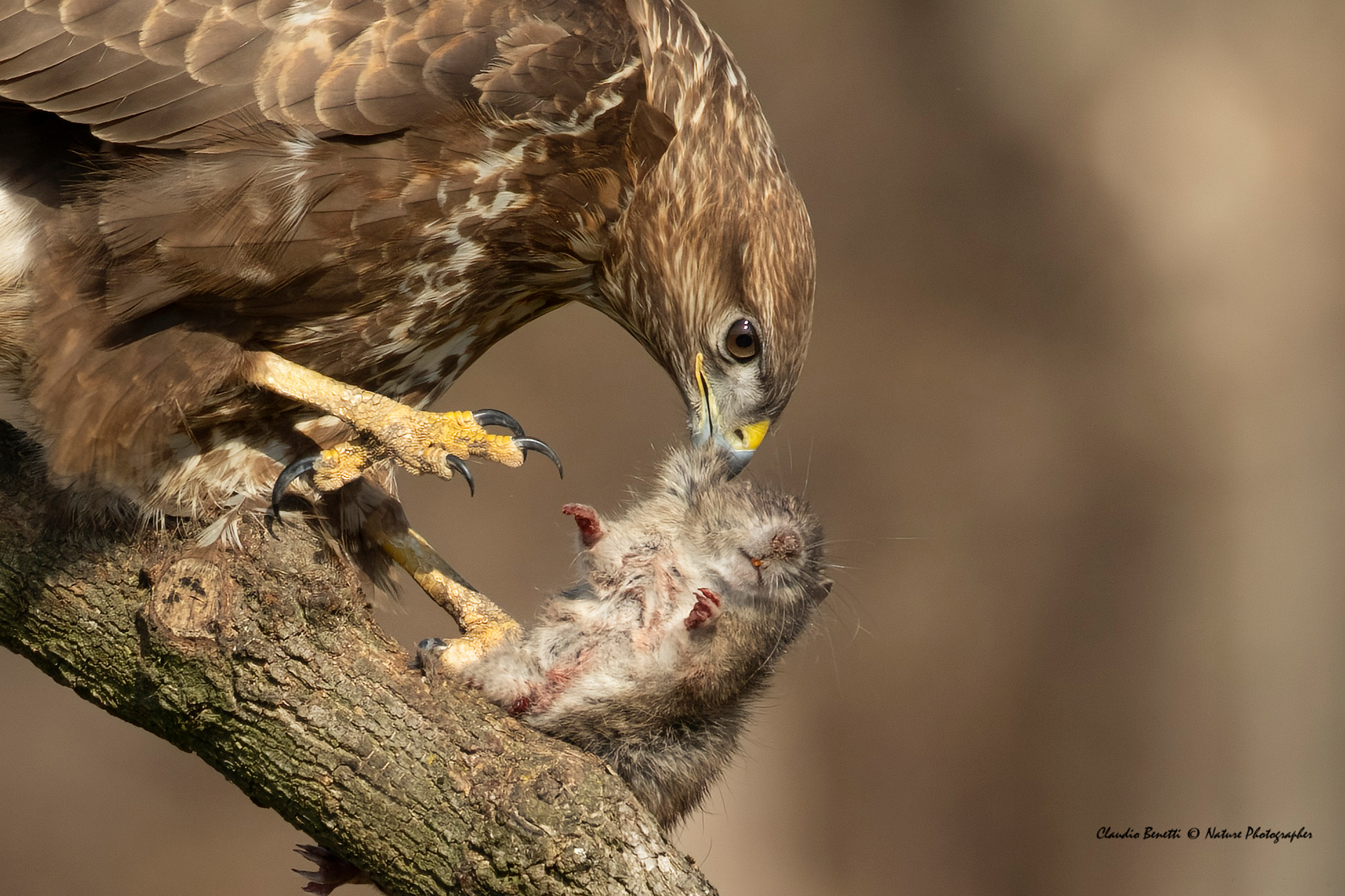 The meal of the Buzzard...