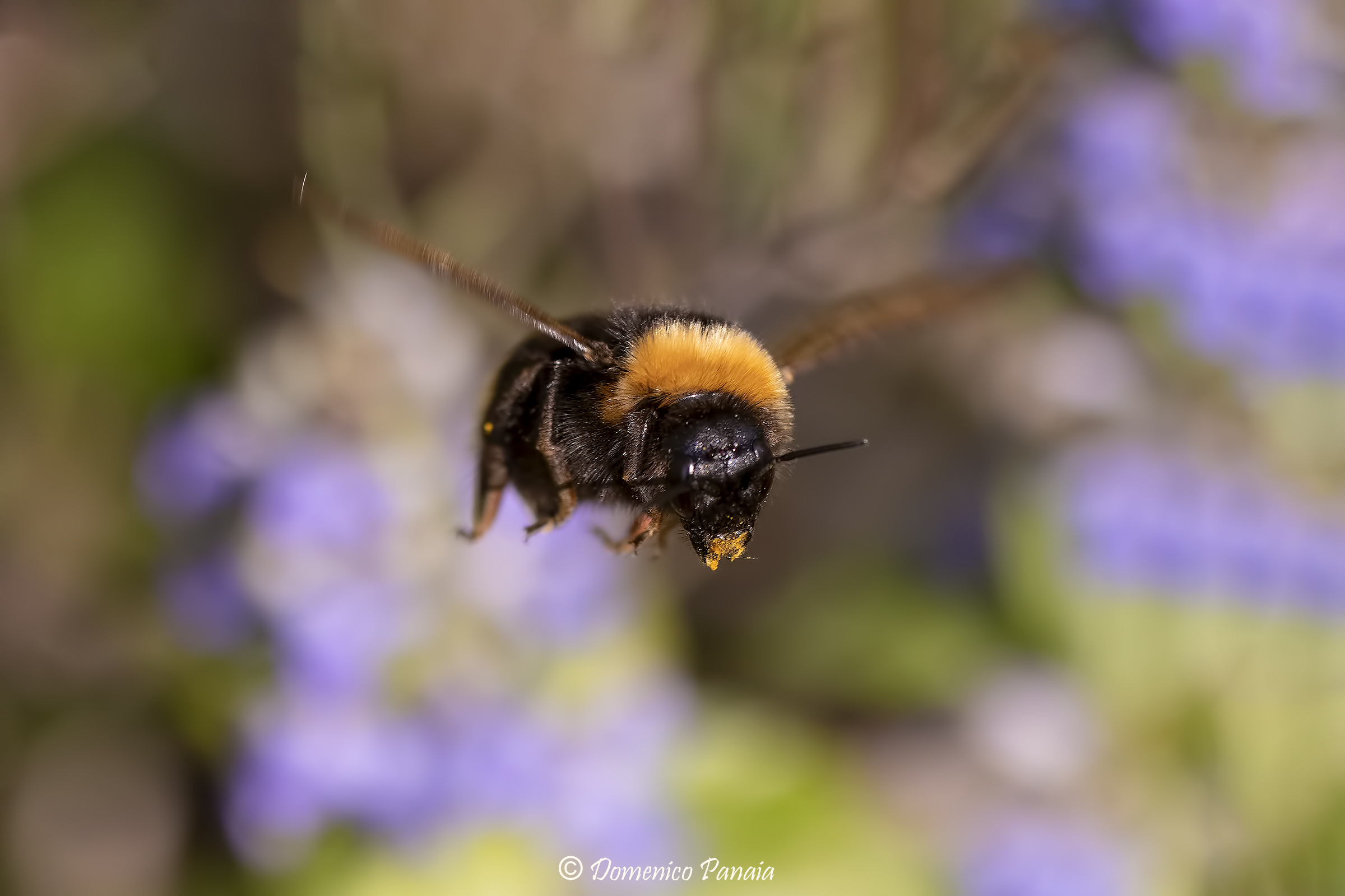 bumblebee...