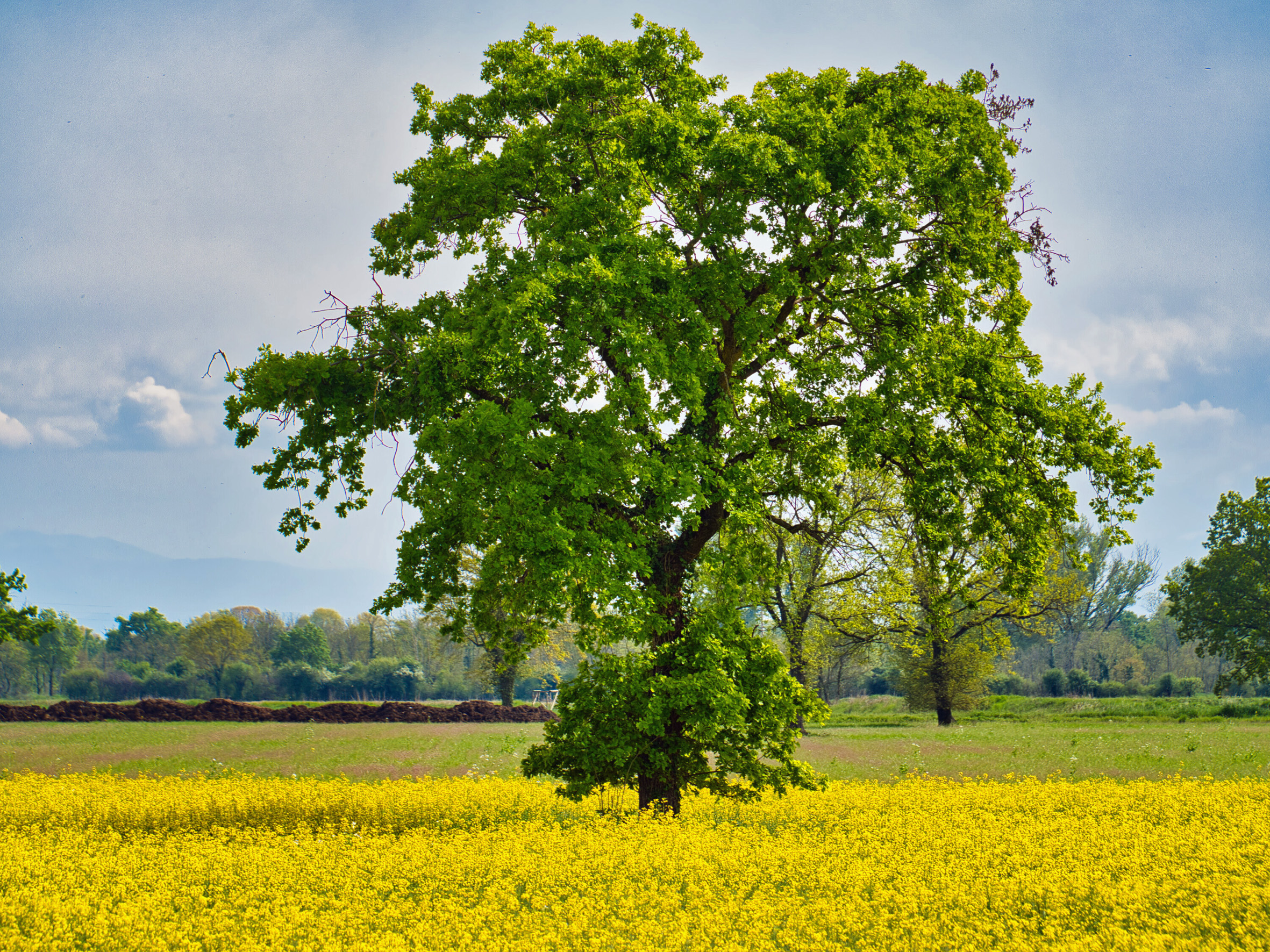 Green on a yellow field...