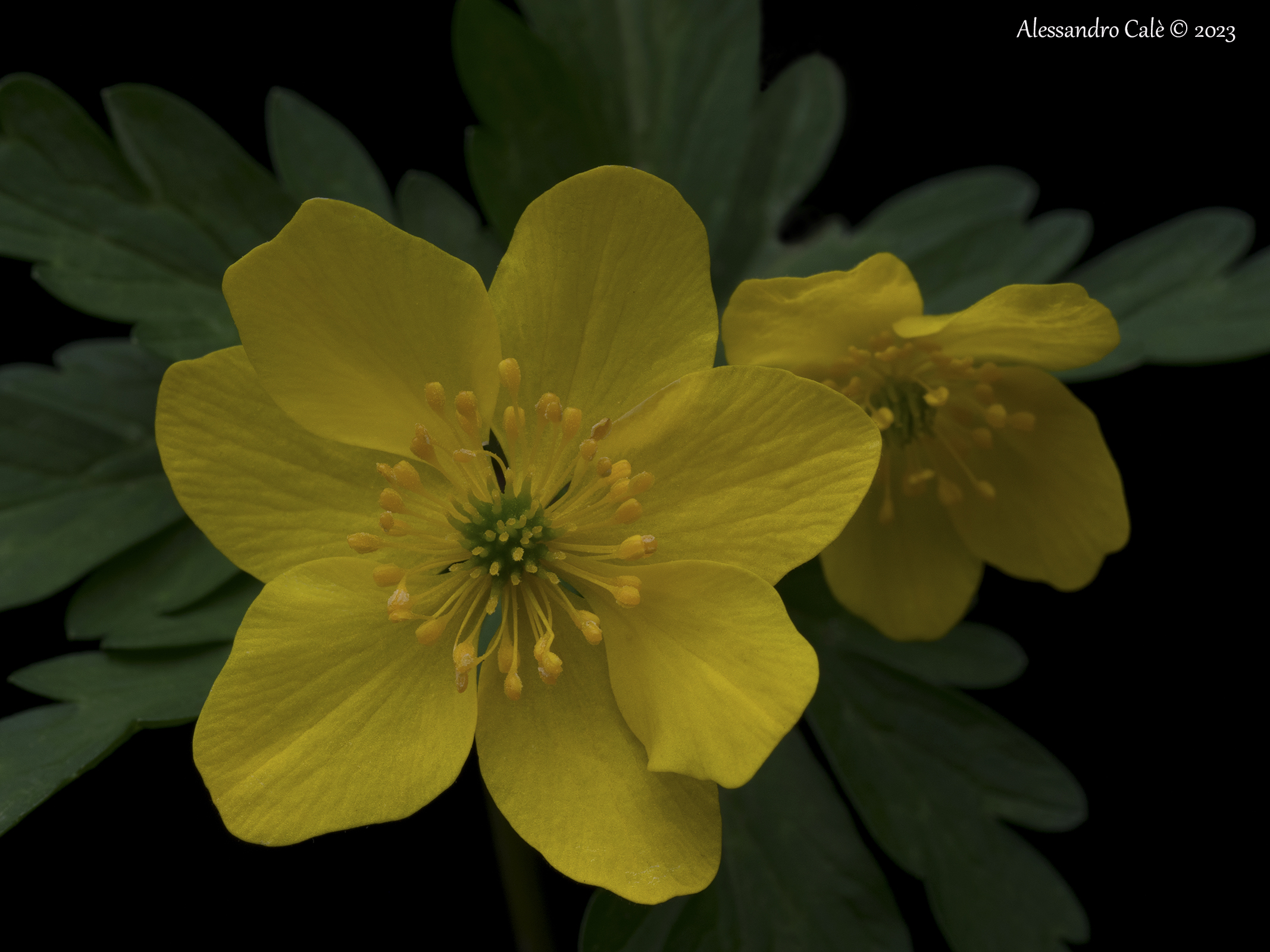 Anemonoides ranunculoides (Yellow Anemone) 5285...