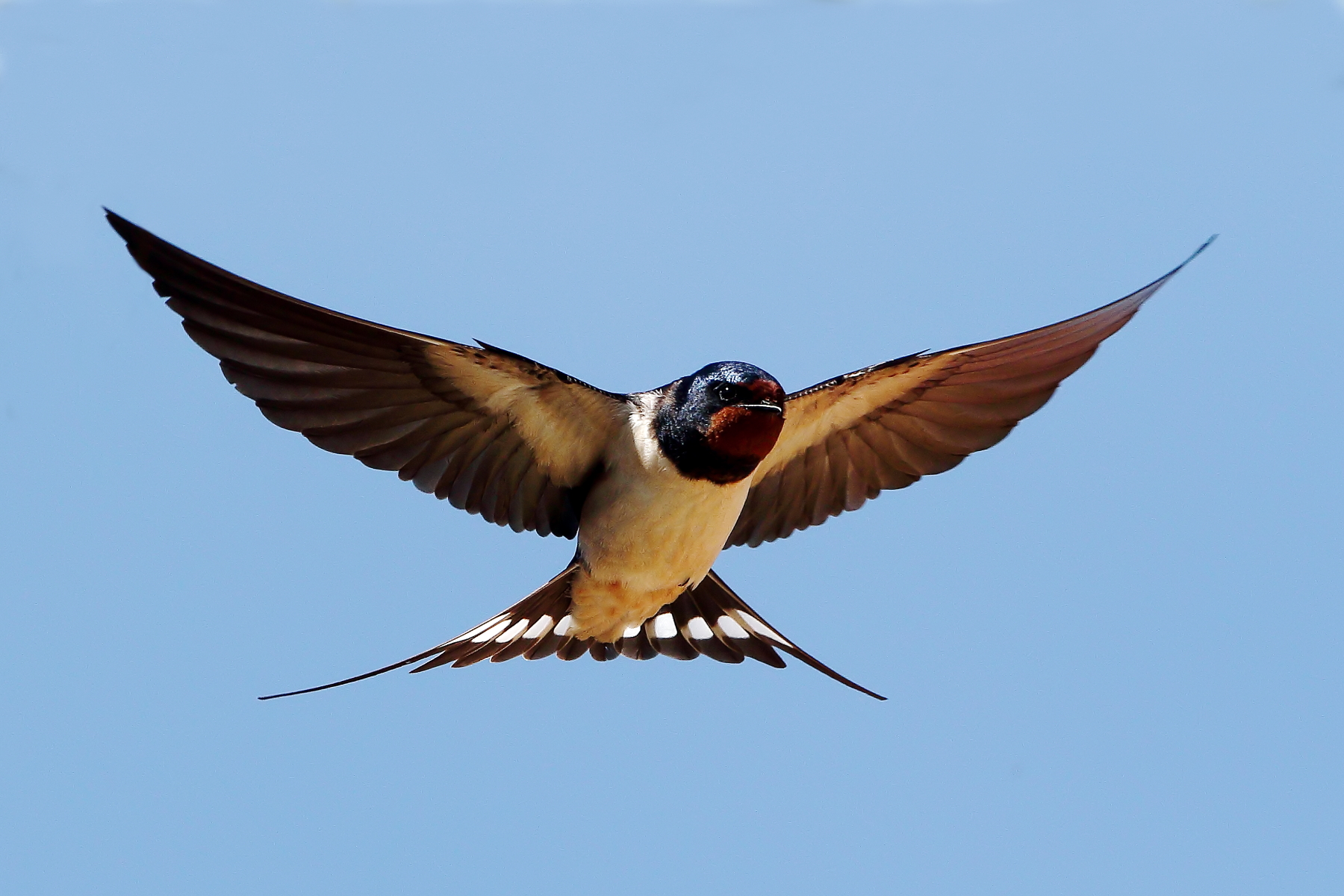 Welcome swallows......