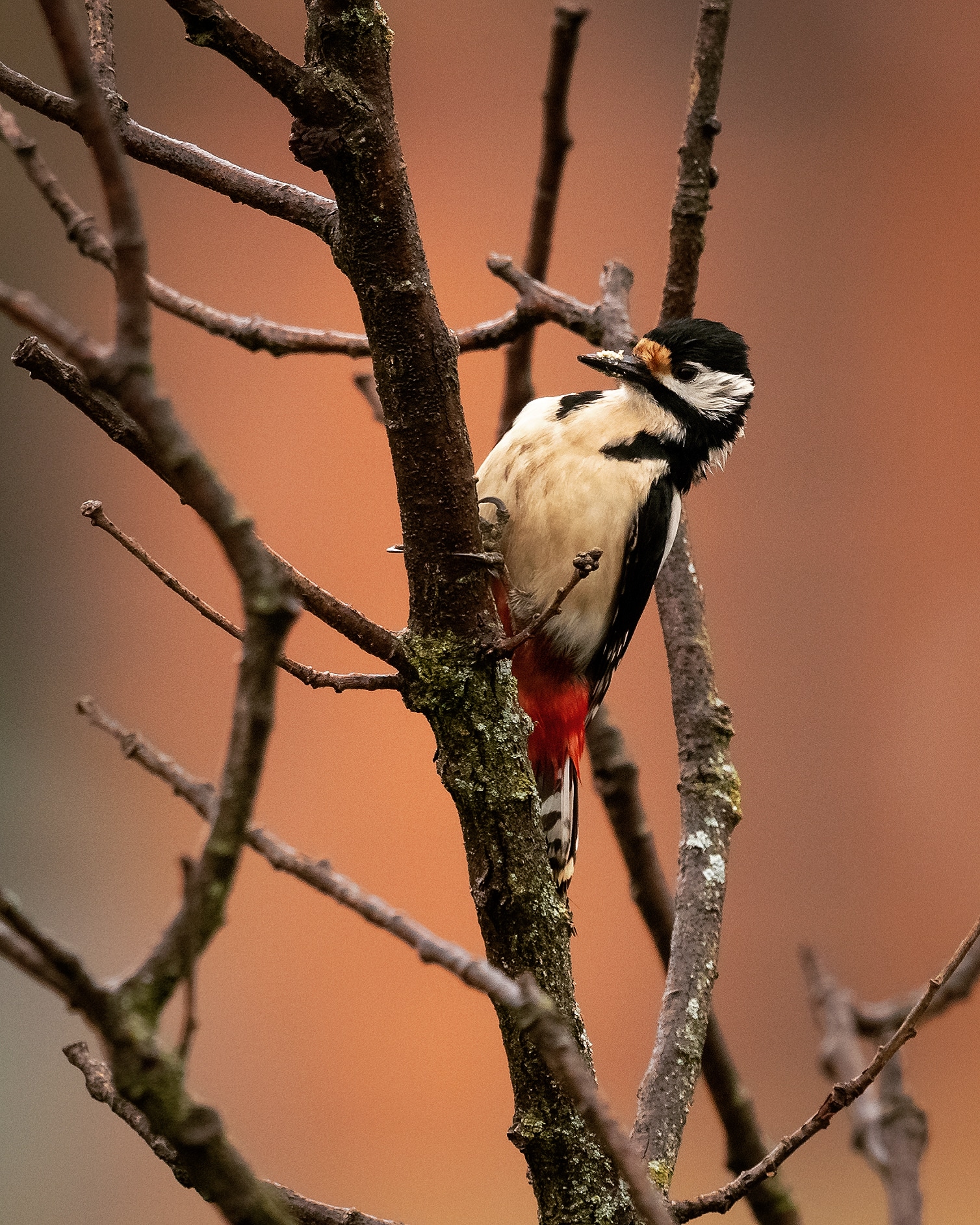 Spotted Woodpecker ...