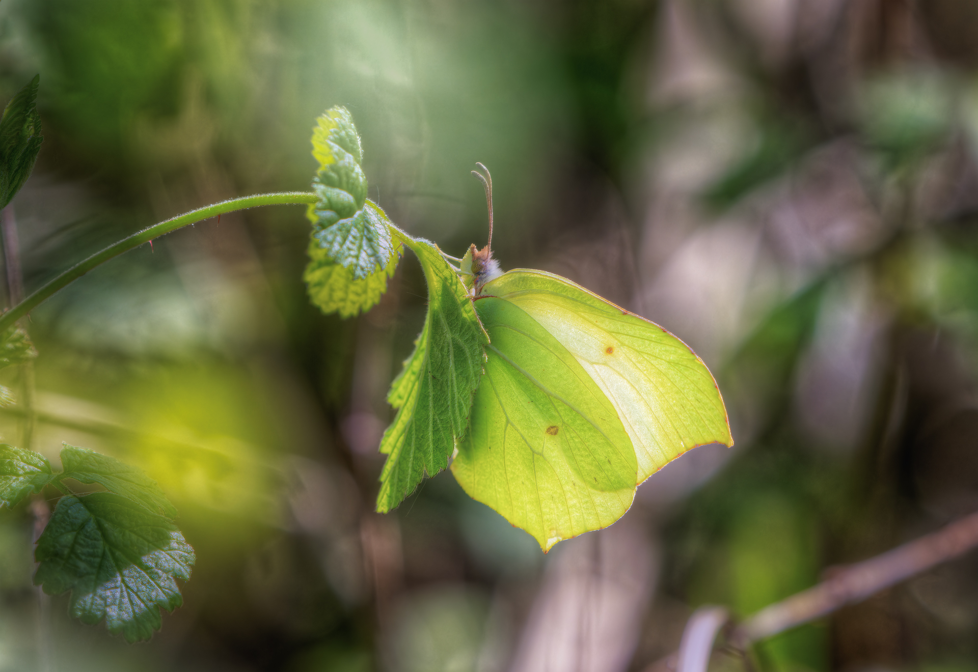 Cedronella: a leaf with wings......