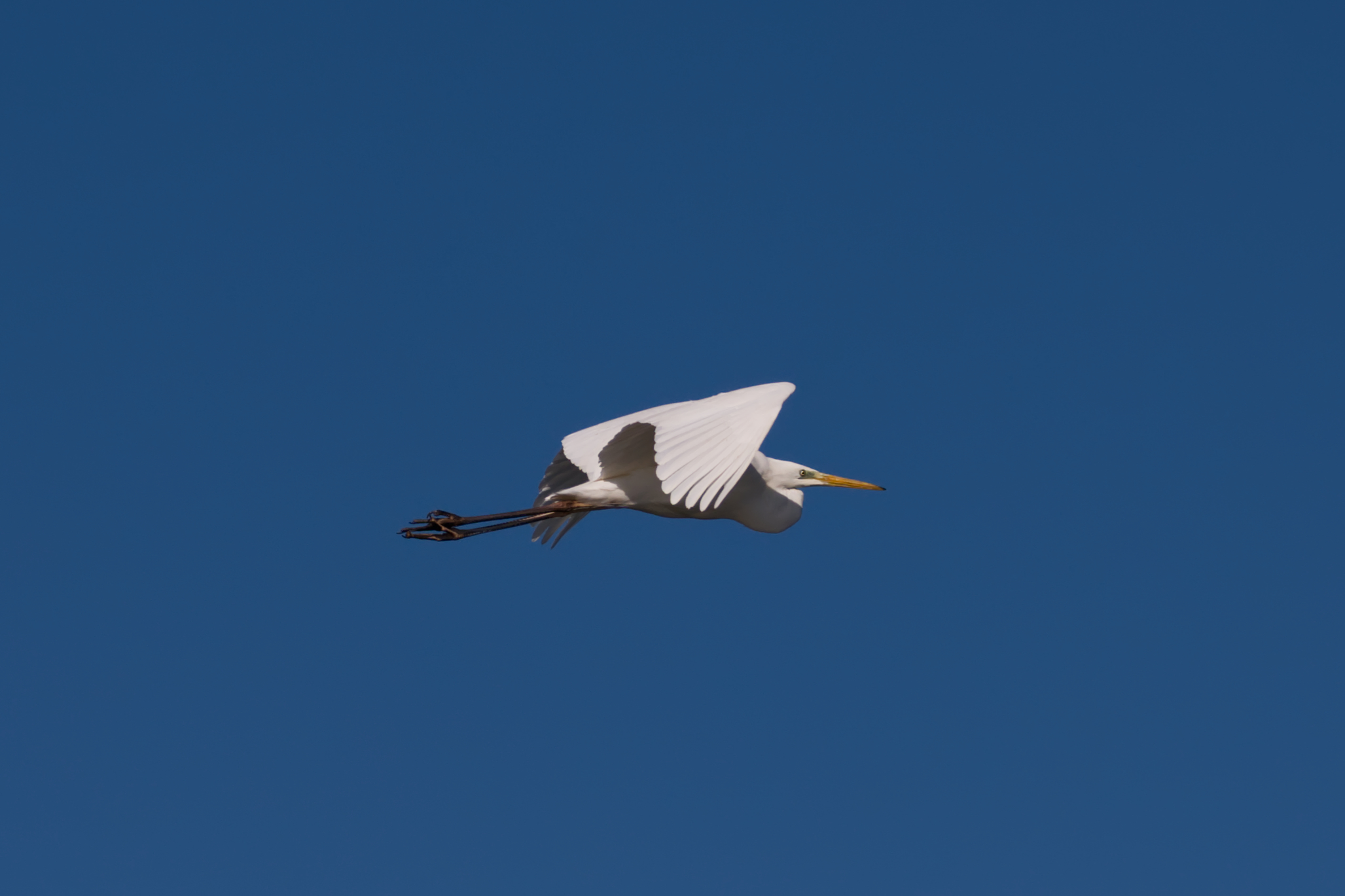White heron in flight...