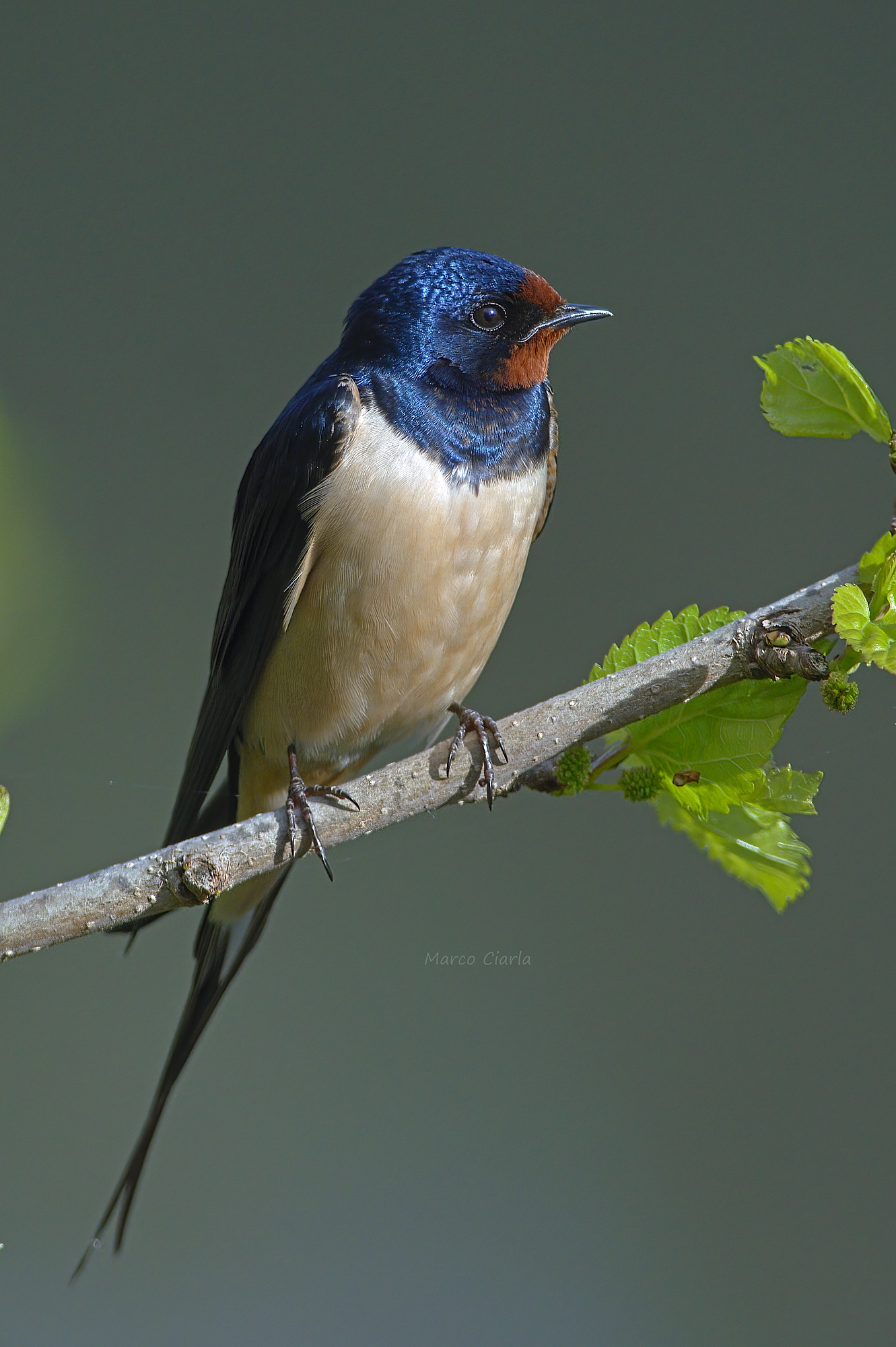 Swallow (Hirundo rustica) ...