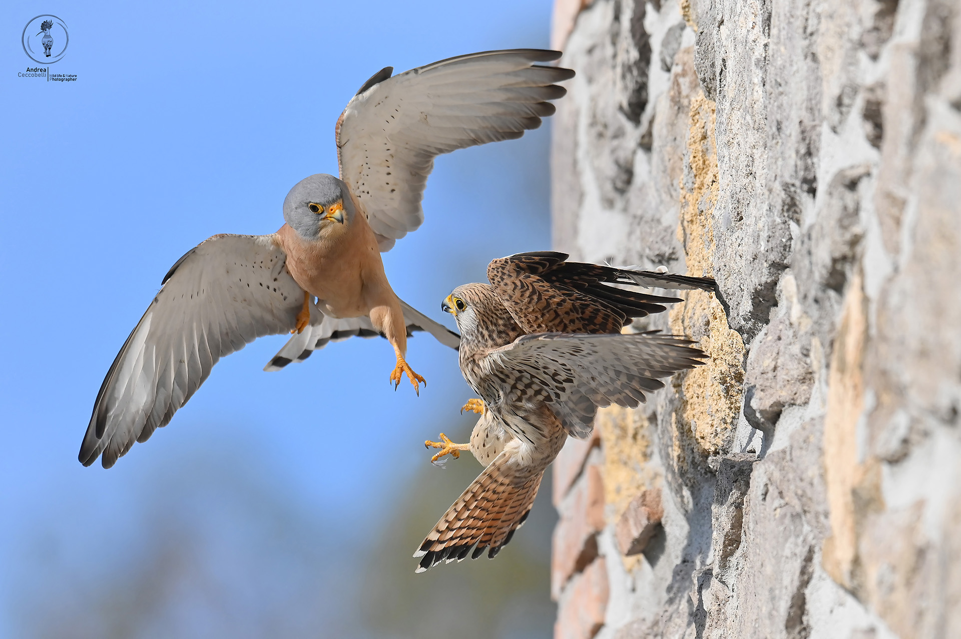 Falco naumanni - lesser kestrel...