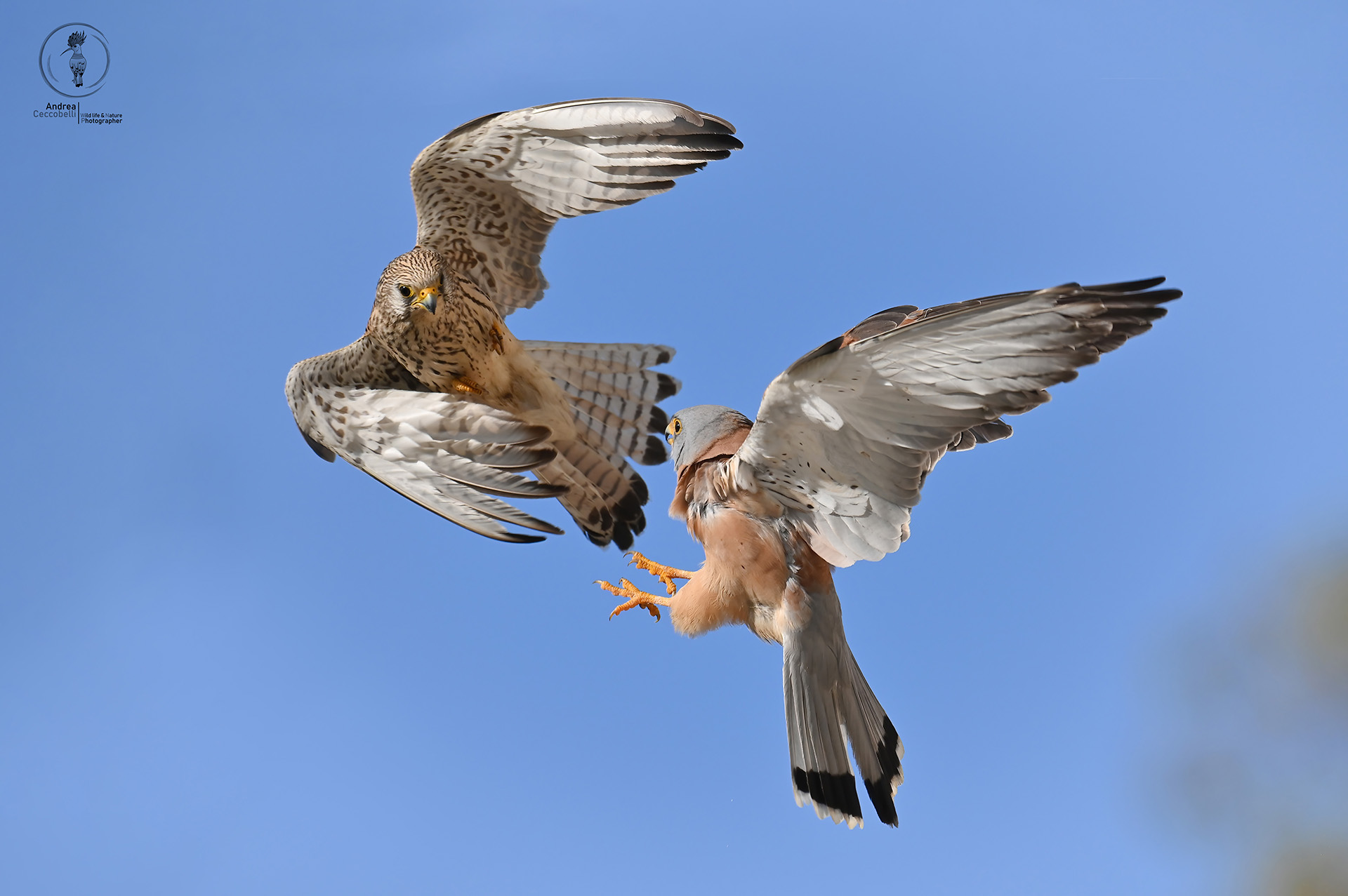 Falco naumanni - lesser kestrel ...