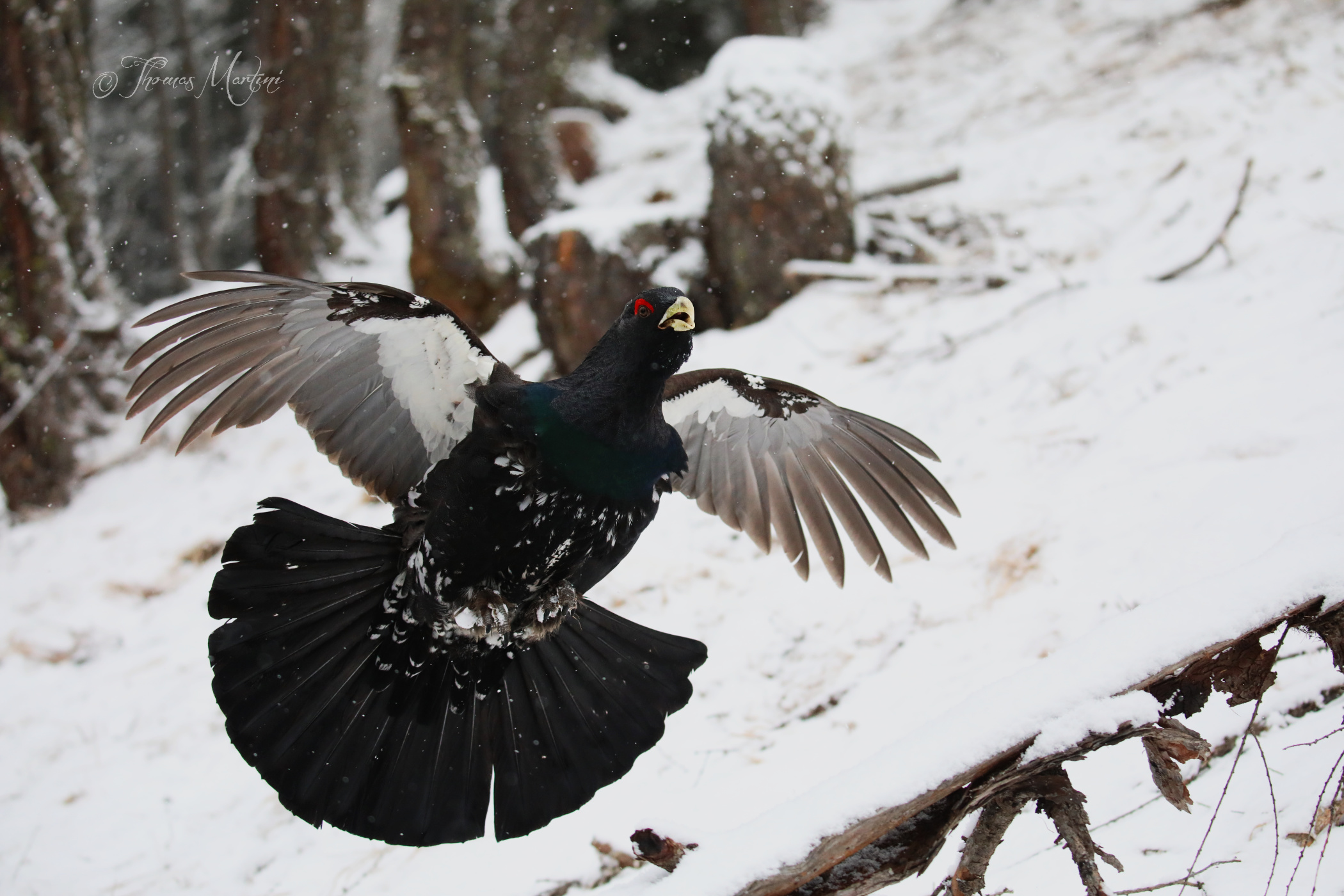 Capercaillie in frontal flight...