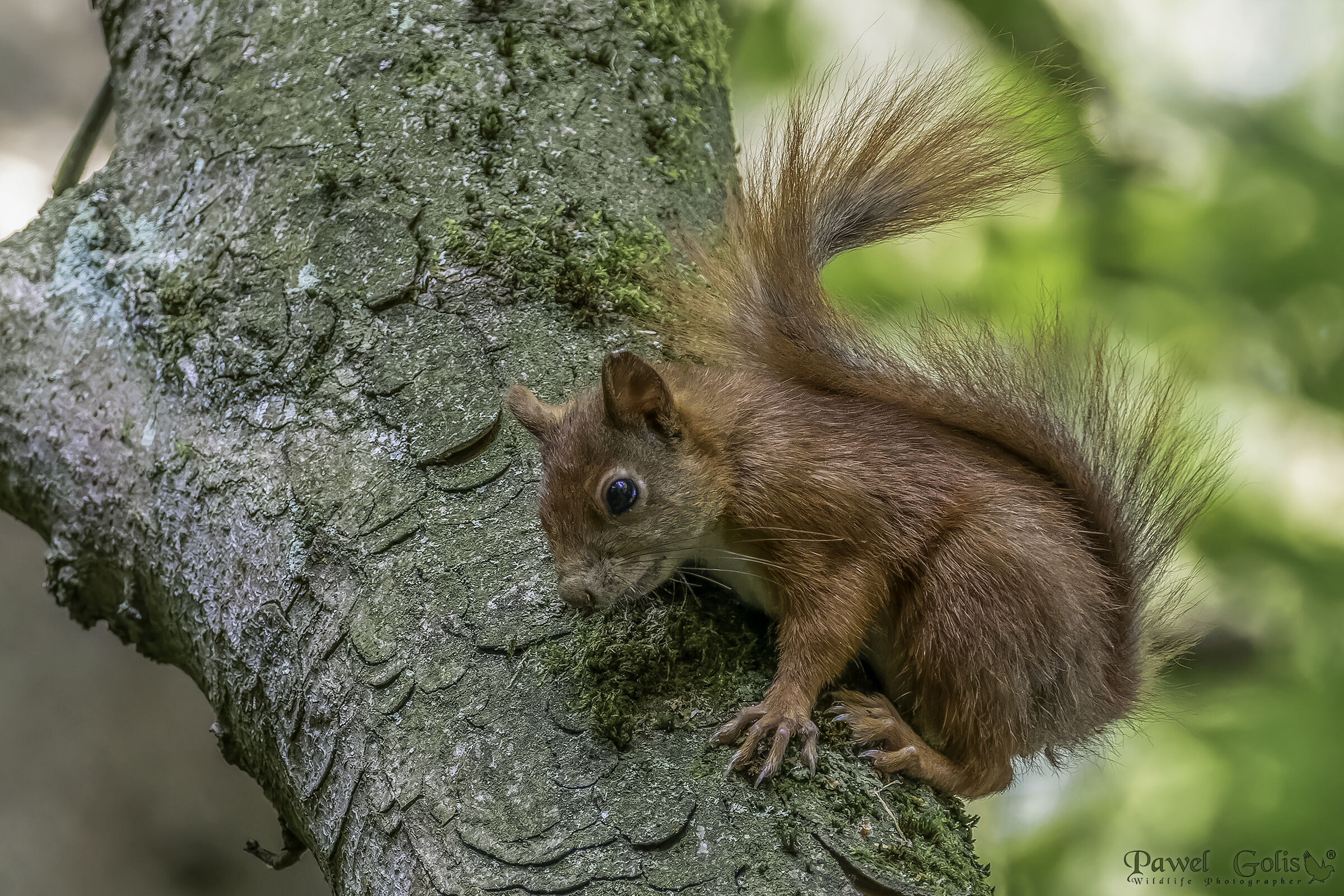 Eurasian red squirrel (Sciurus vulgaris)...
