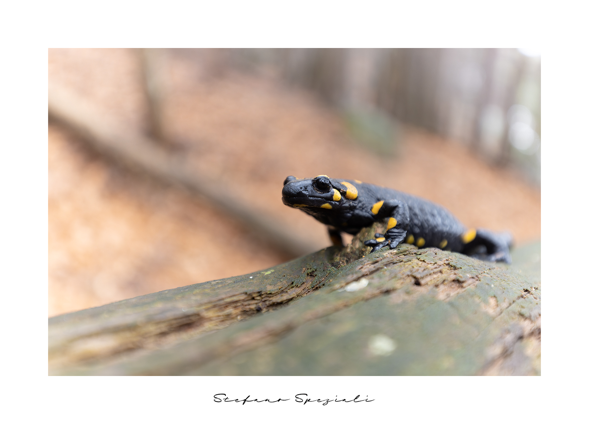 Salamander - Salamander salamander...