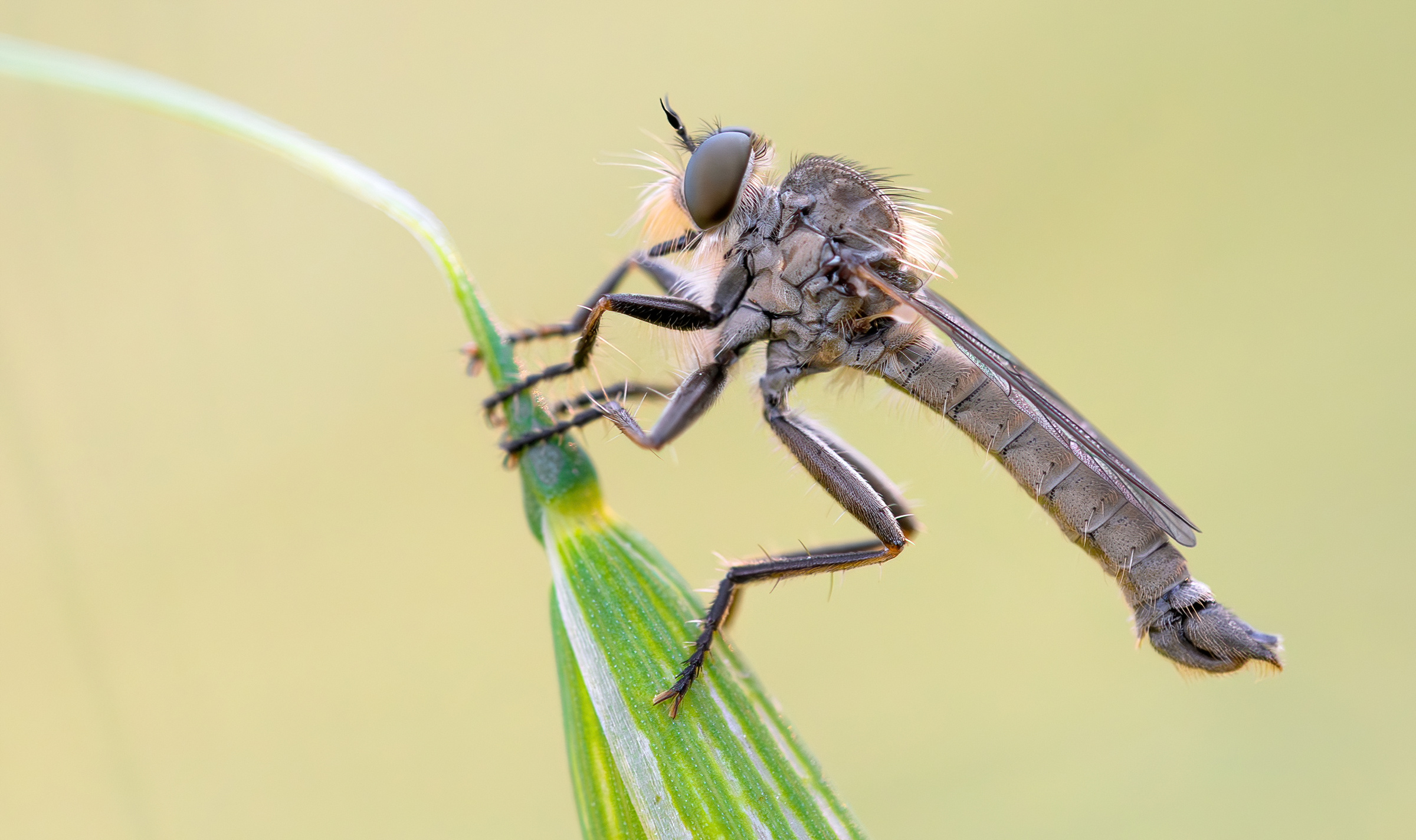 robber fly...