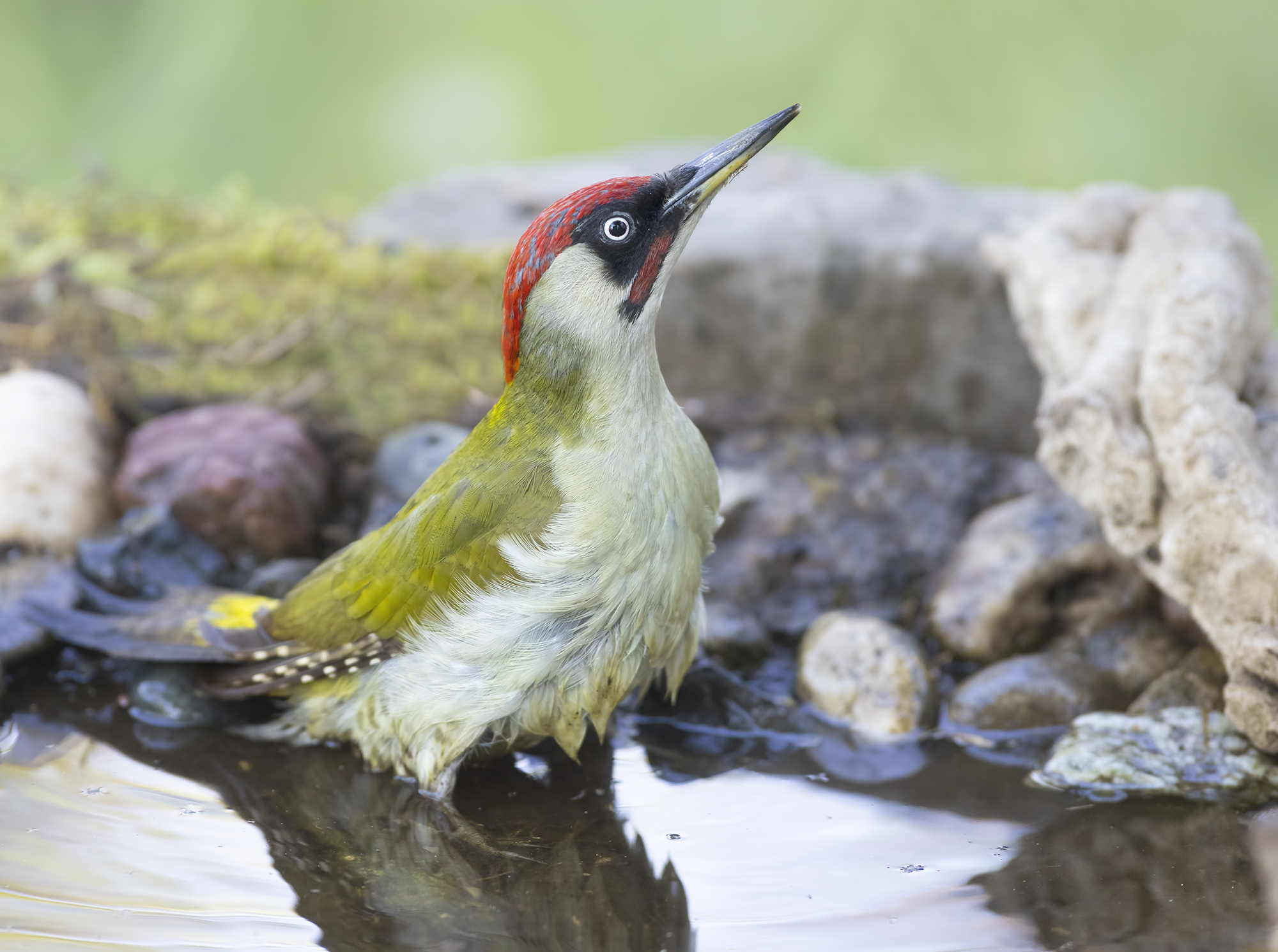 clear water, male green woodpecker...