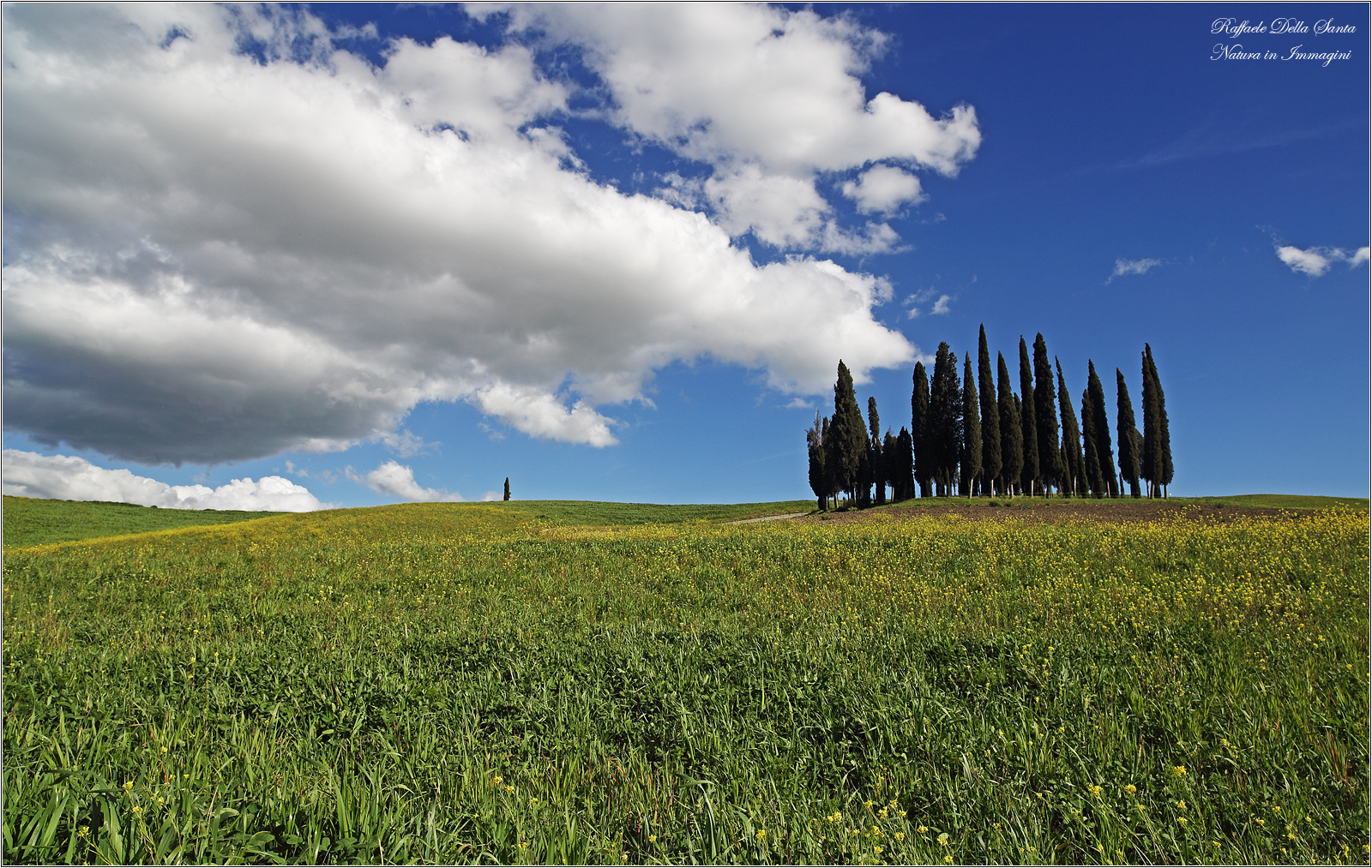 Cypresses of Orcia...