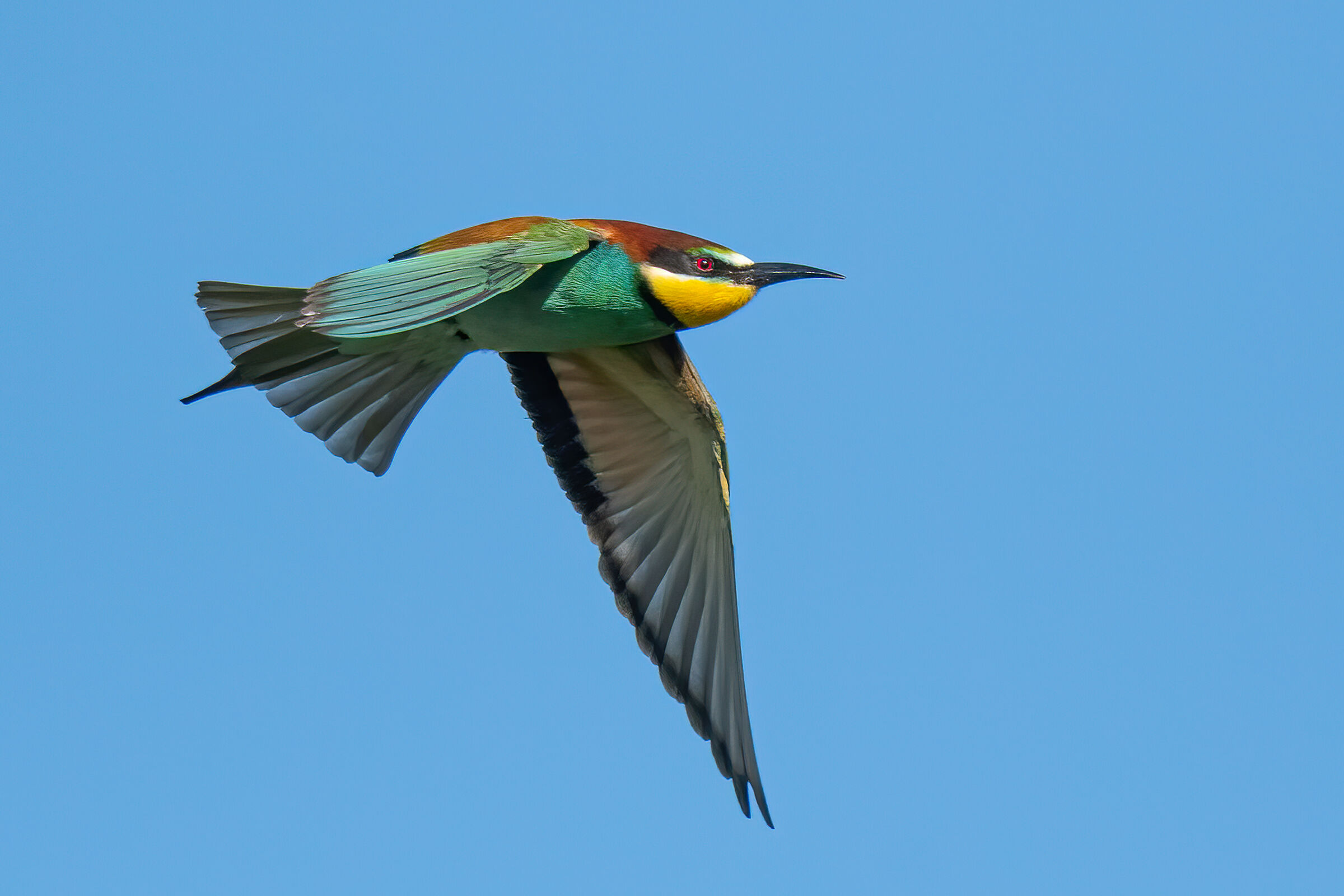 Bee-eater(Merops apiaster)...