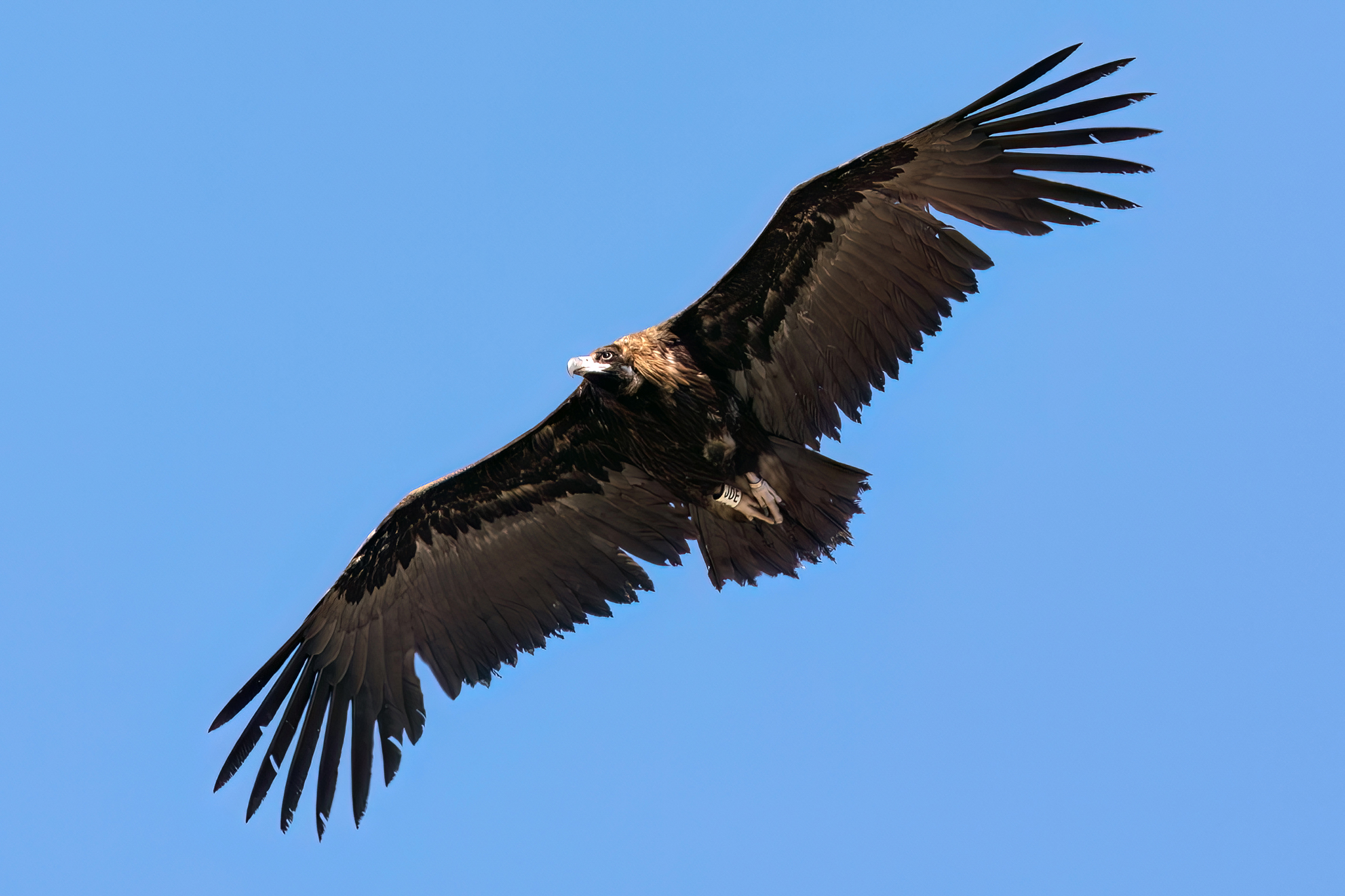 Avvoltoio monaco in volo...