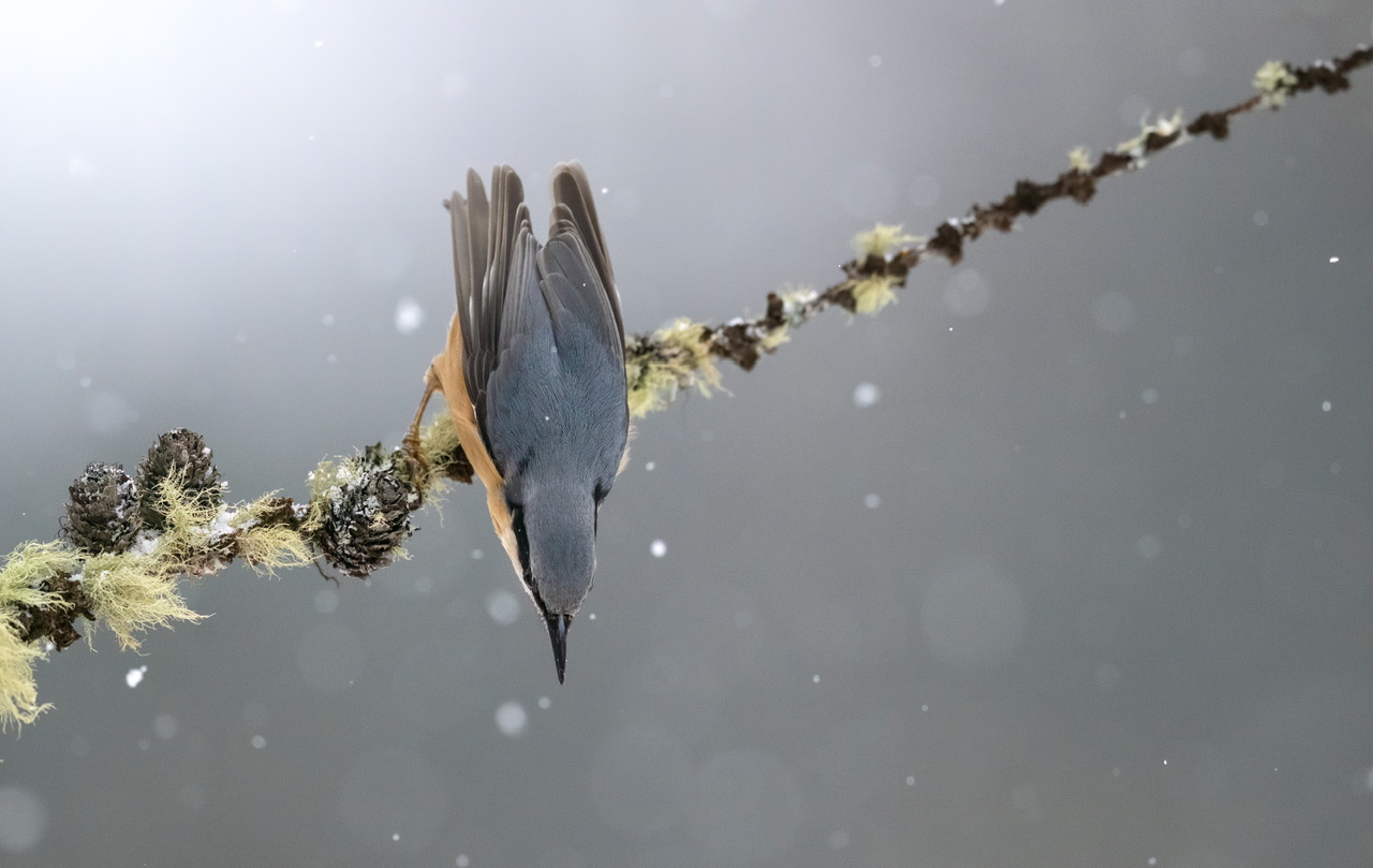 Nuthatch (swooping)...