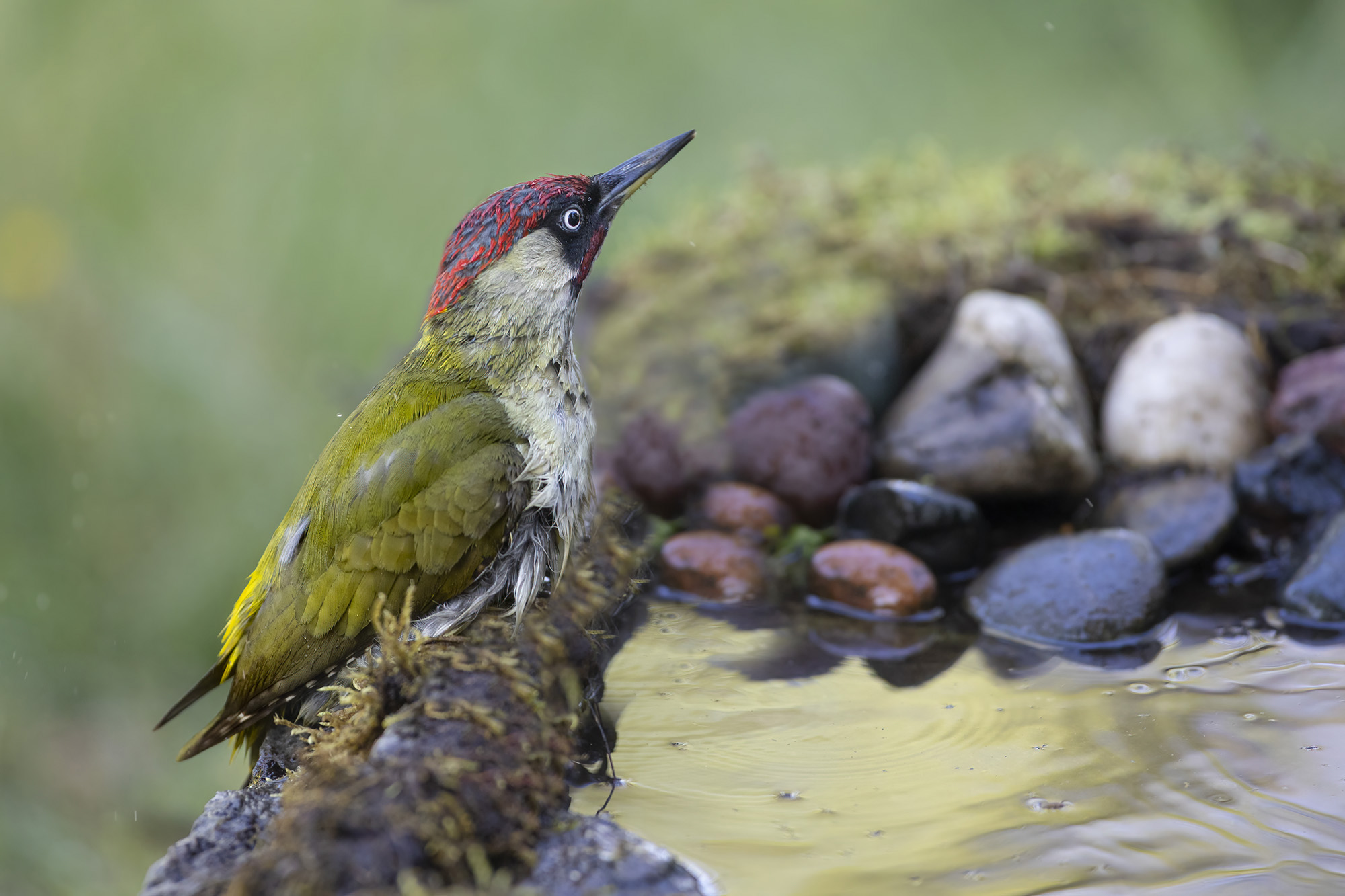 wet green woodpecker...
