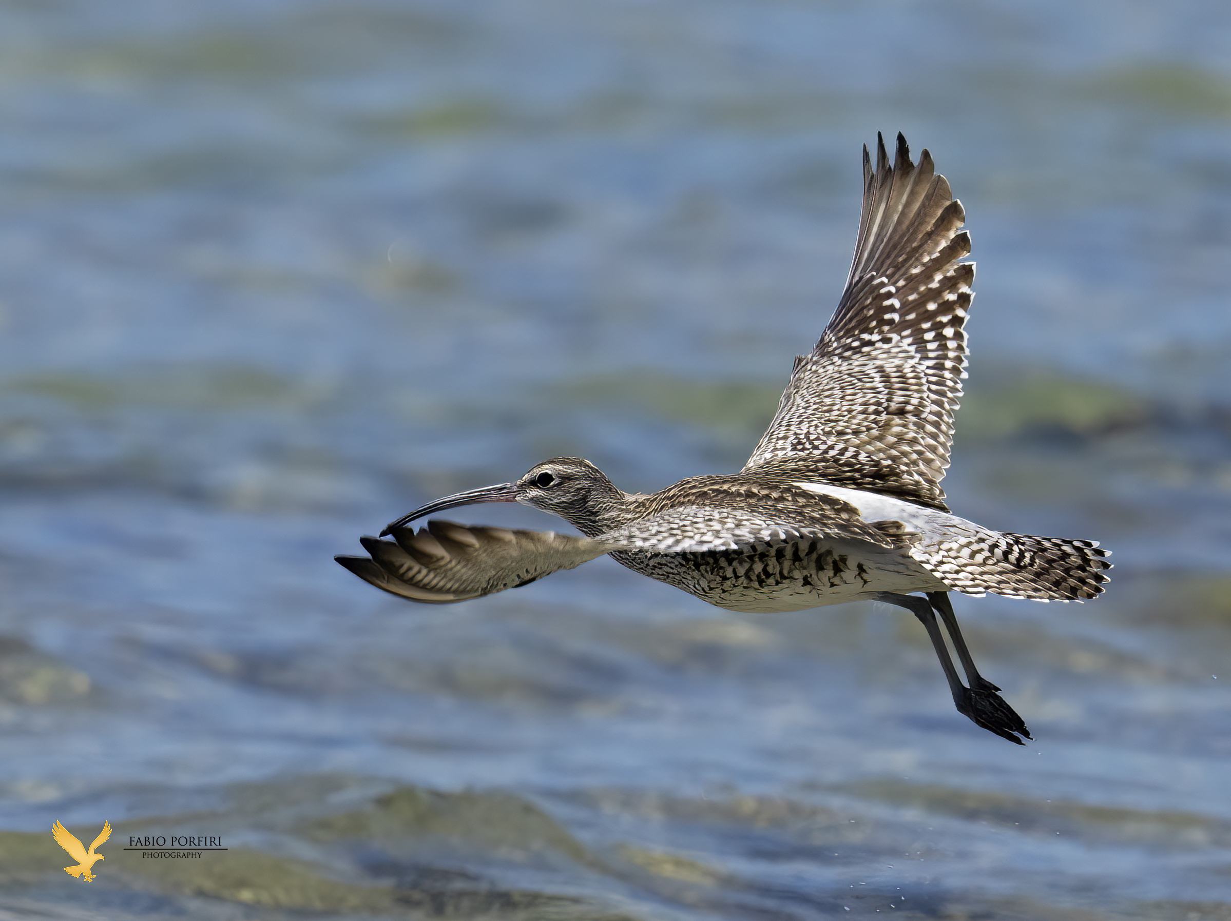 on a crystal clear sea small curlew...
