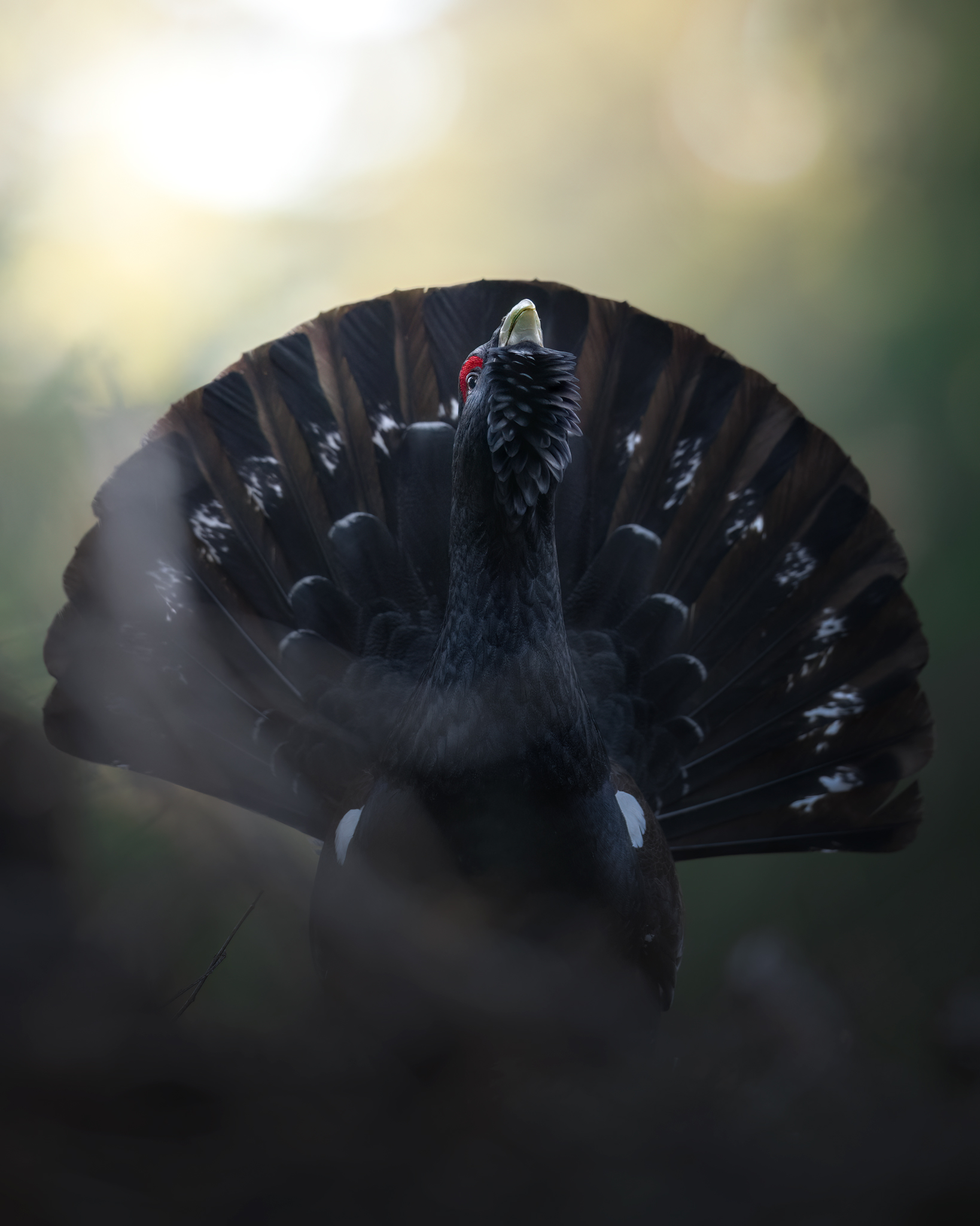 The capercaillie ...