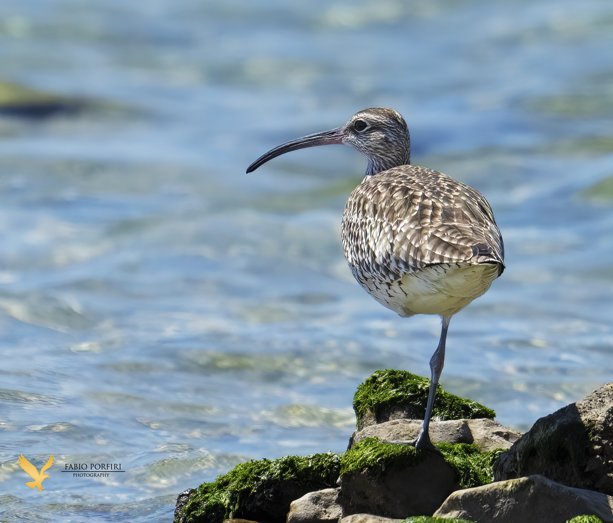 observing the sea ... in balance - curlew small...