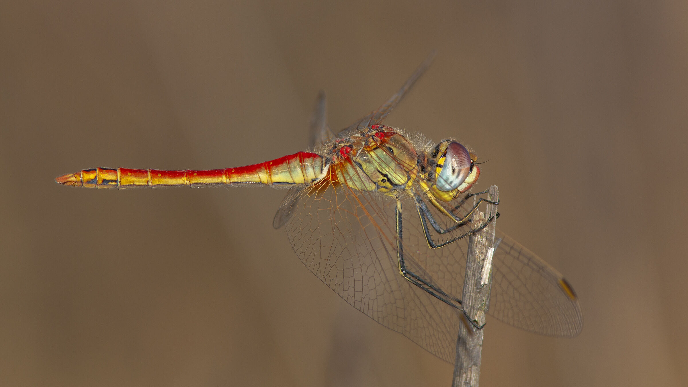 Dragonfly - Sympetrum fonscolombii...
