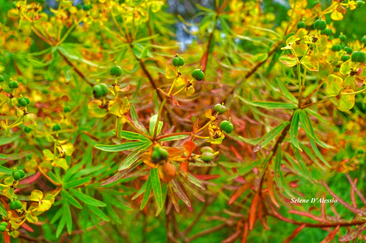 Euphorbia...