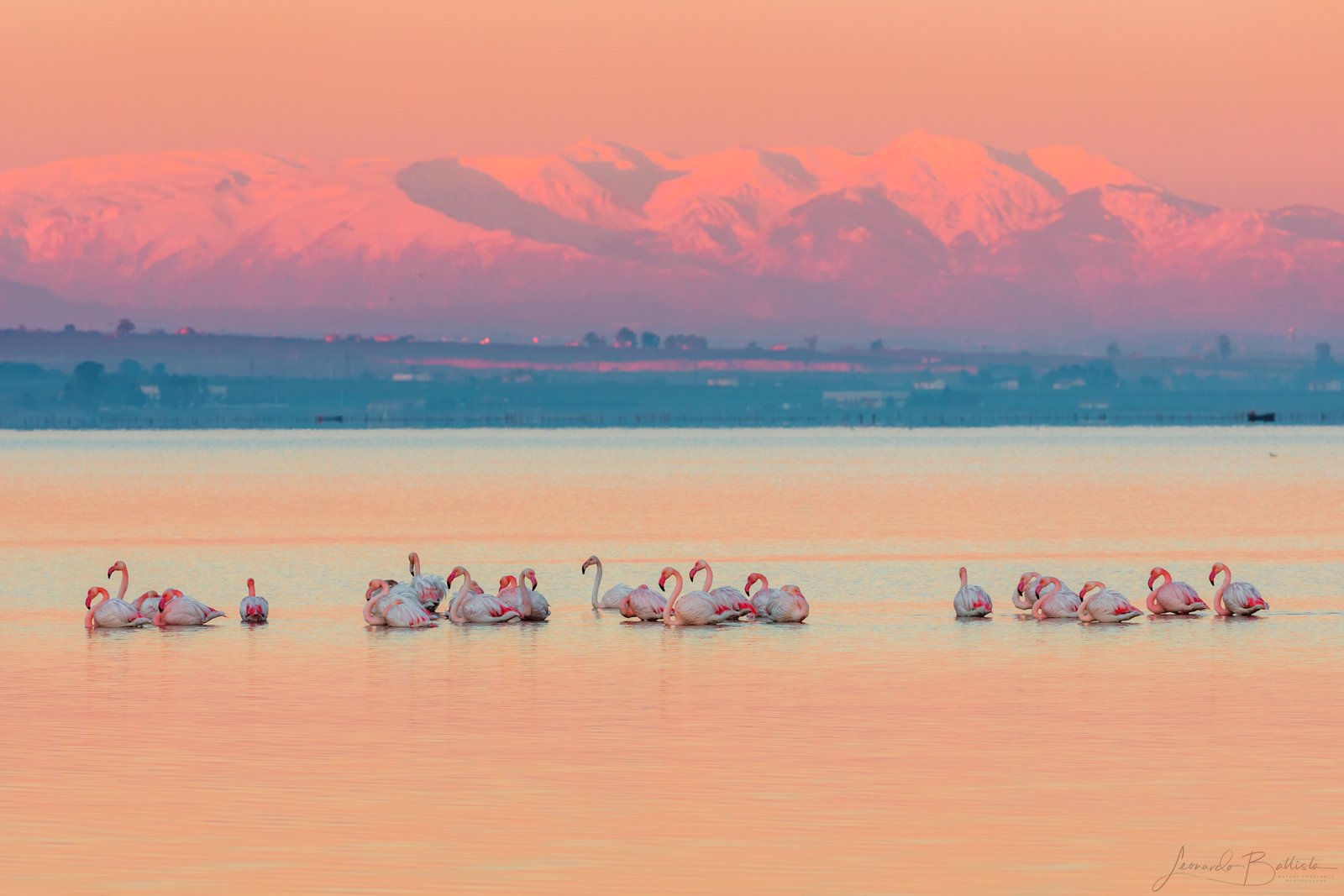 Flamingos in Hvar...